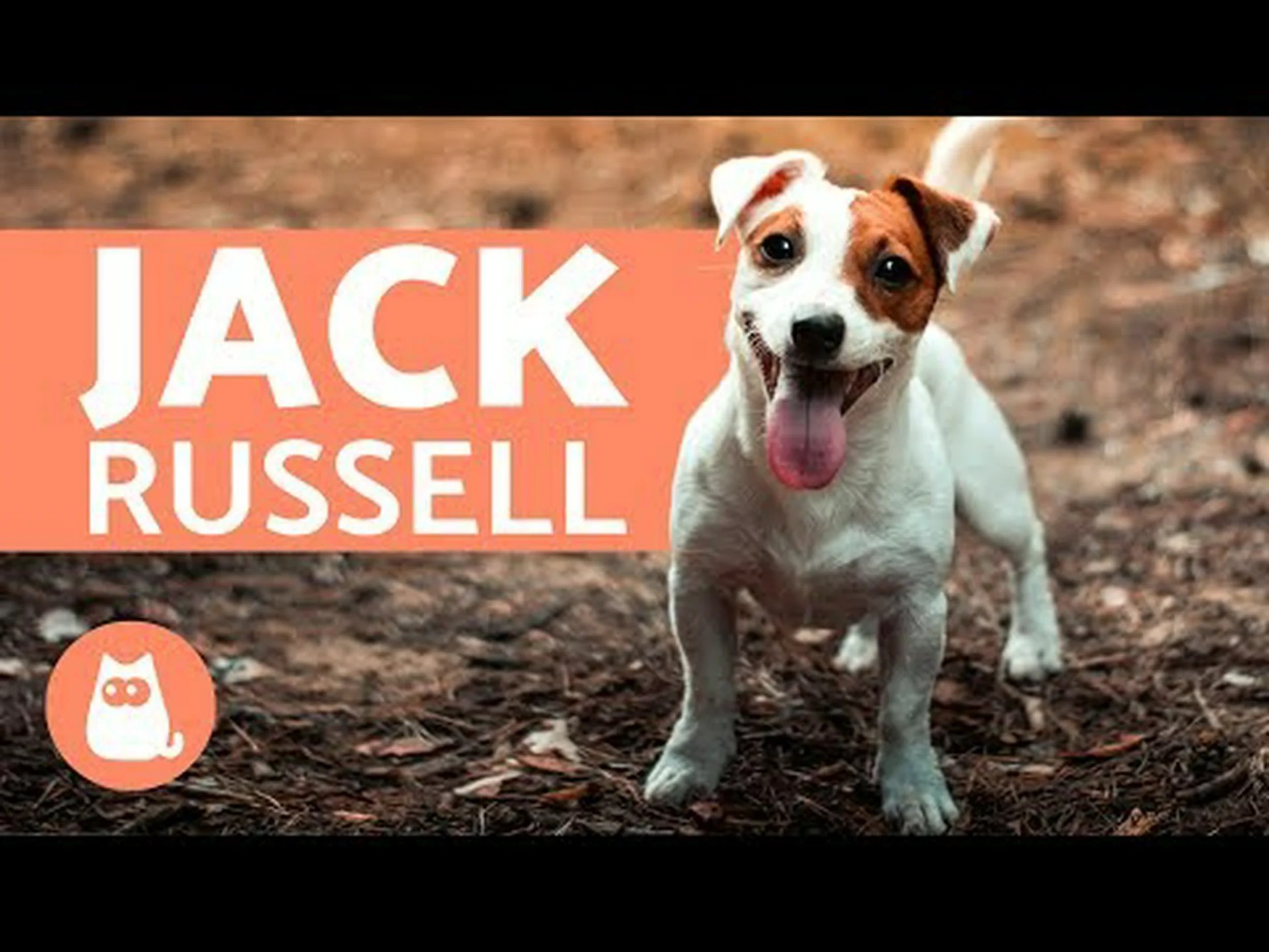 ジャックラッセルは飼い犬に適していますか?知っておくべきことすべて ジャックラッセルは飼い犬に適していますか?知っておくべきことすべて