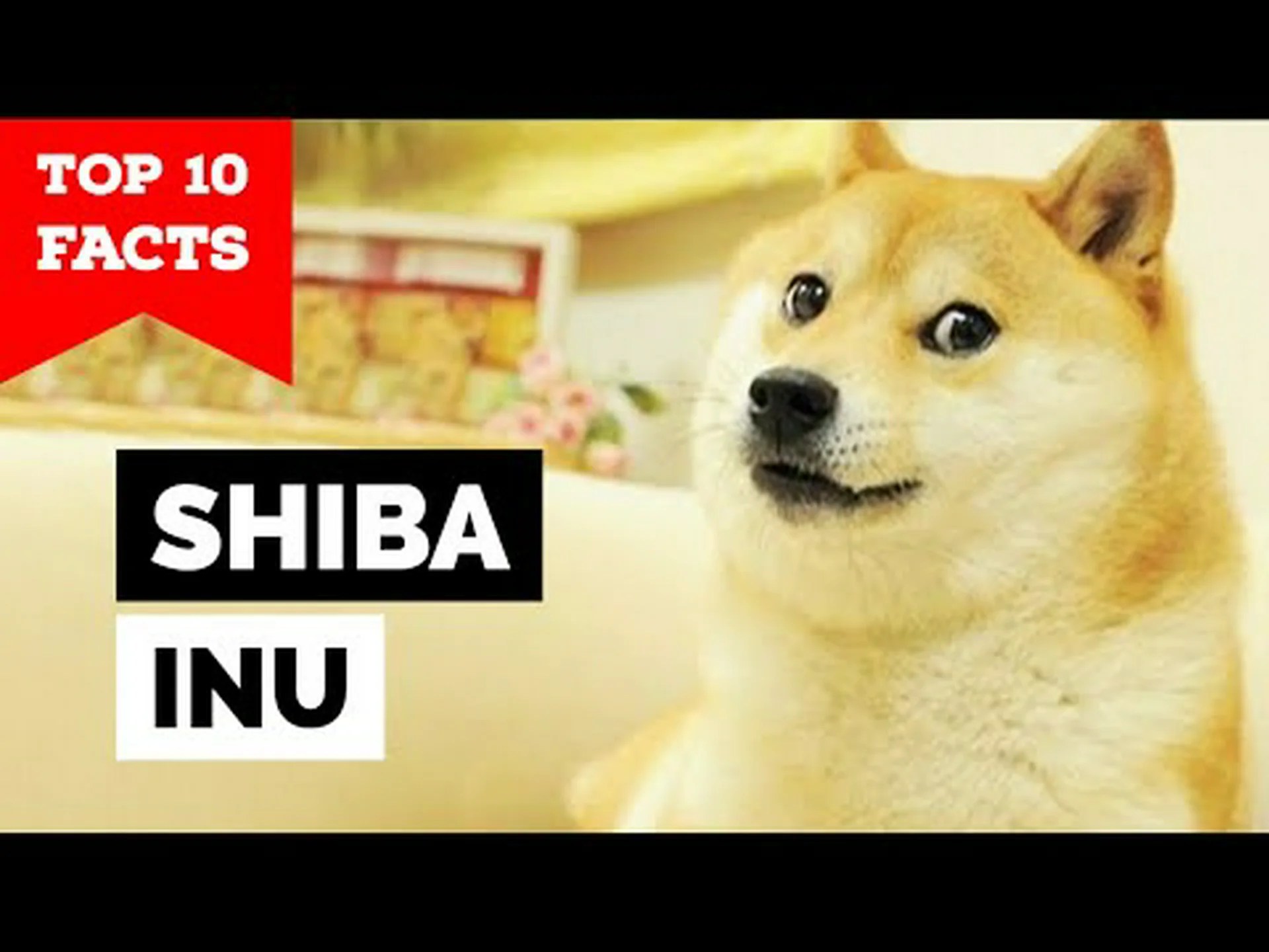 柴犬の驚くべき10の事実 柴犬の驚くべき10の事実