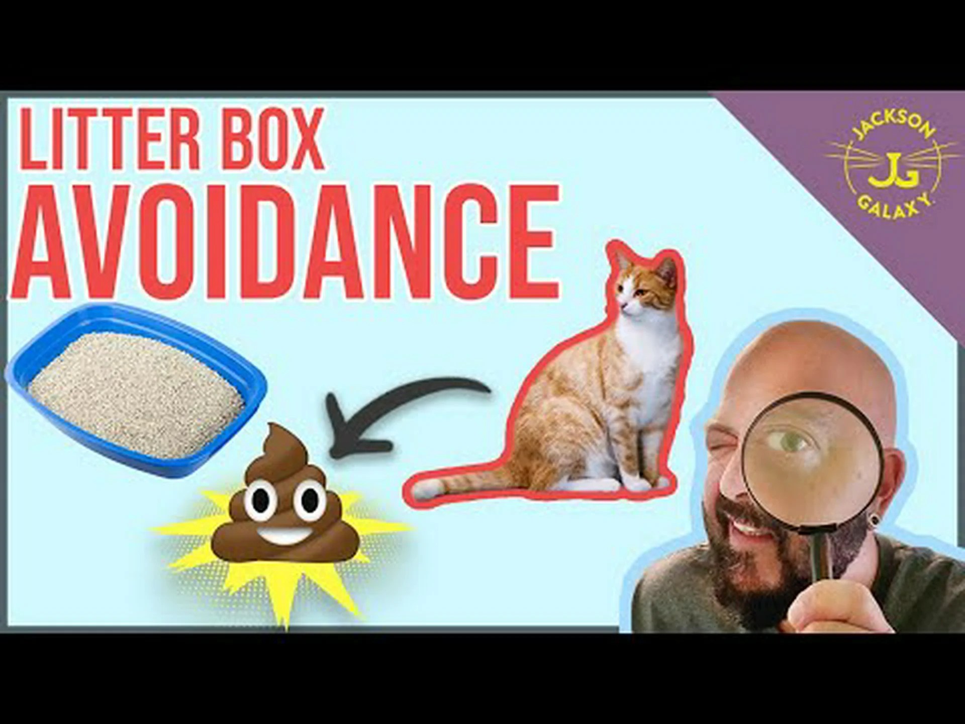 猫がトイレの外でうんちやおしっこをする:それを即座に止める方法 猫がトイレの外でうんちやおしっこをする:それを即座に止める方法