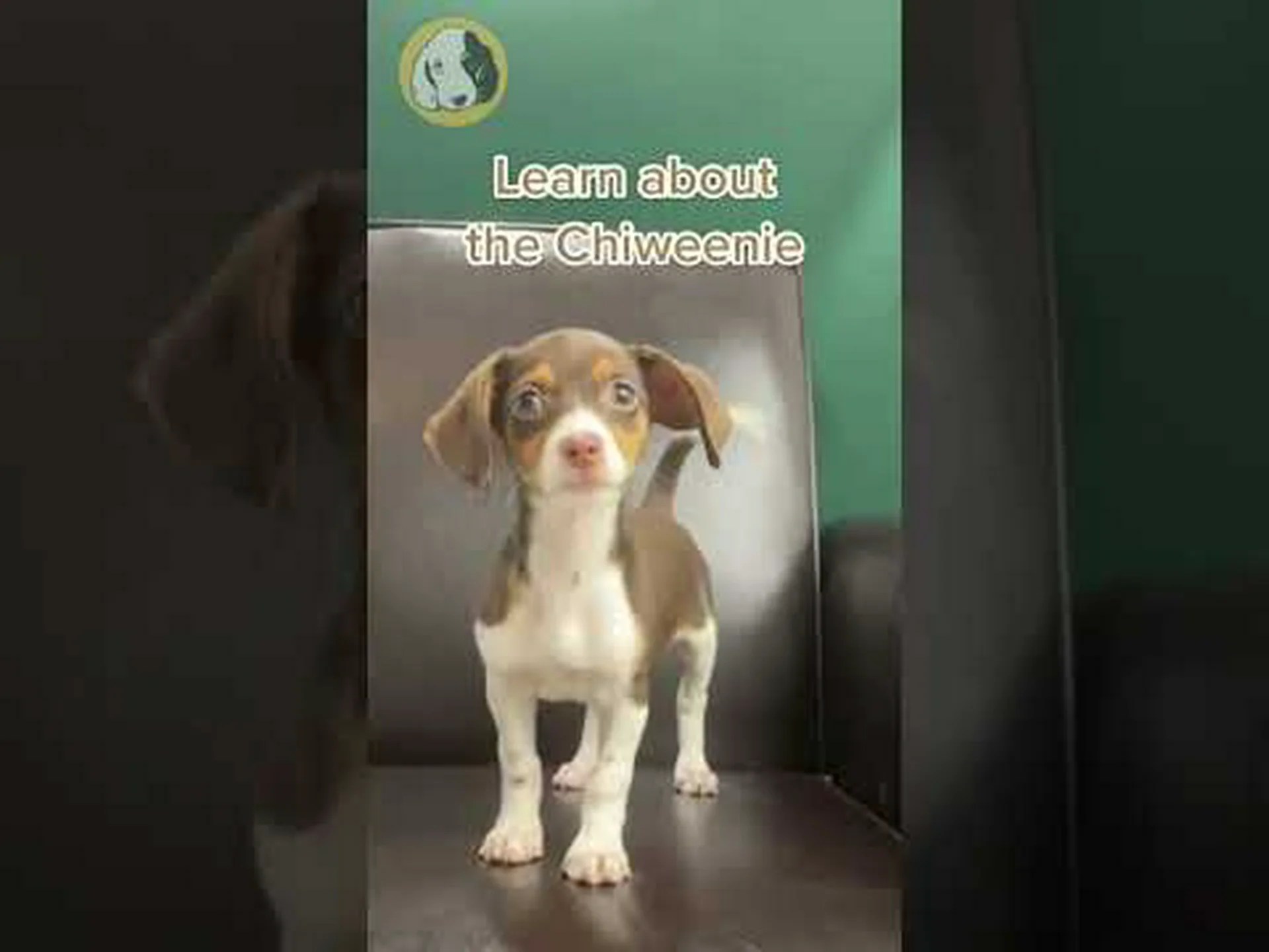 2024 年のチウィニーの価格: 購入費用、獣医師の請求書など! 2024 年のチウィニーの価格: 購入費用、獣医師の請求書など!