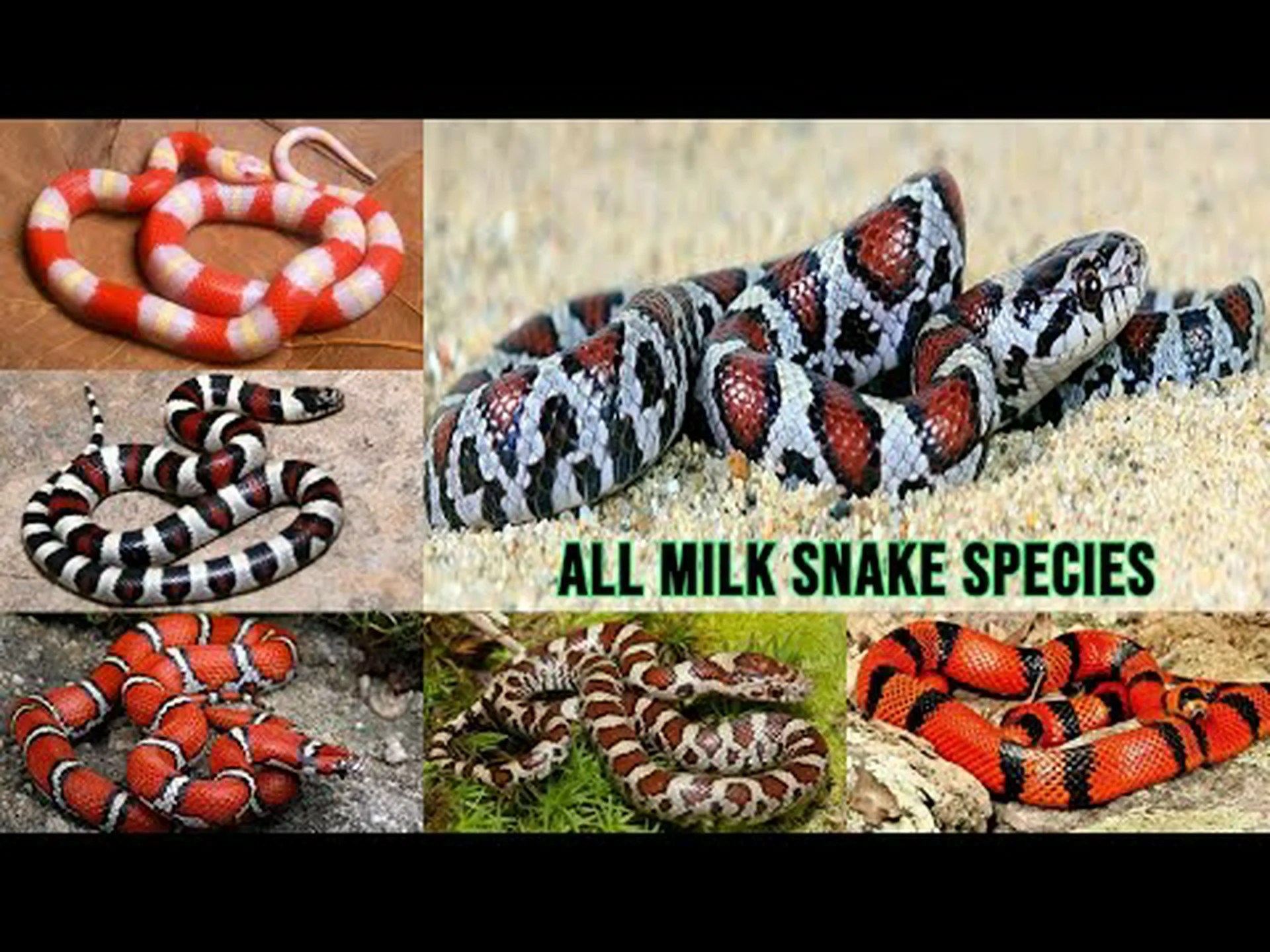 史上最大のミルクヘビを発見 史上最大のミルクヘビを発見