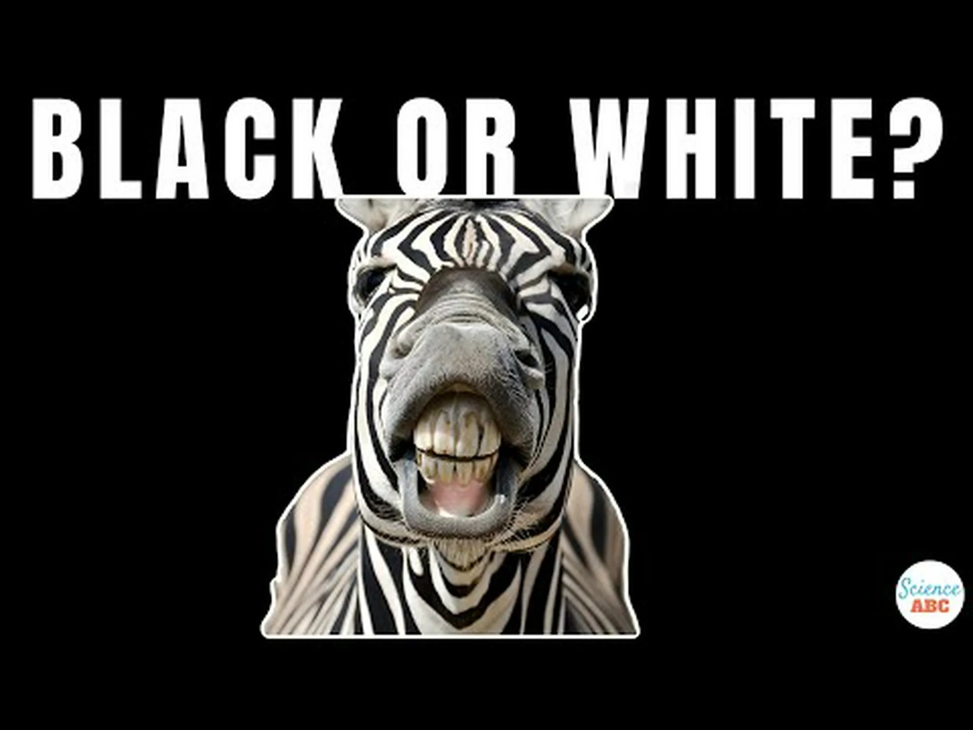 シマウマはなぜこれほど顕著な白と黒の縞模様を持っているのでしょうか? シマウマはなぜこれほど顕著な白と黒の縞模様を持っているのでしょうか?