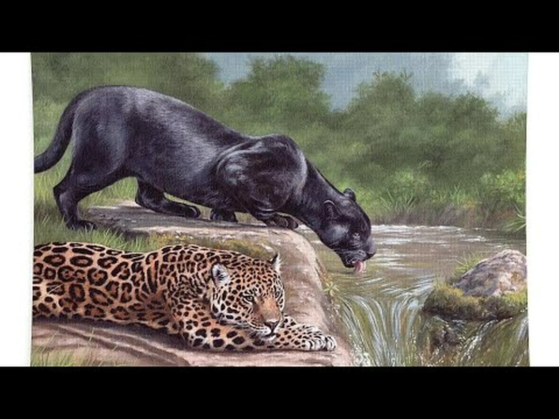 ジャガー vs パンサー: 6 つの主な違いを解説 ジャガー vs パンサー: 6 つの主な違いを解説