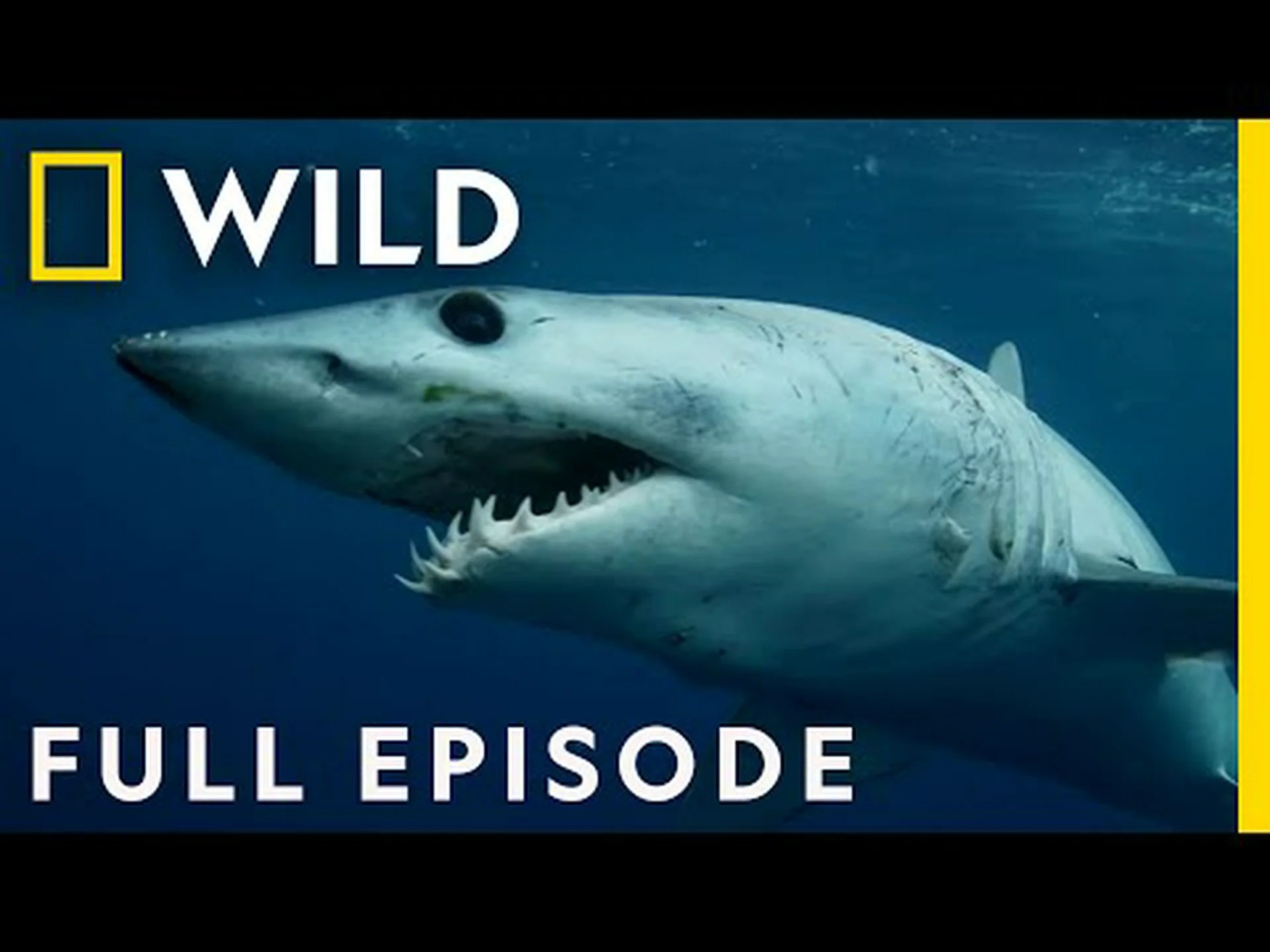 動画: ハワイ諸島間を泳いでいる女性がサメに付きまとわれる 動画: ハワイ諸島間を泳いでいる女性がサメに付きまとわれる