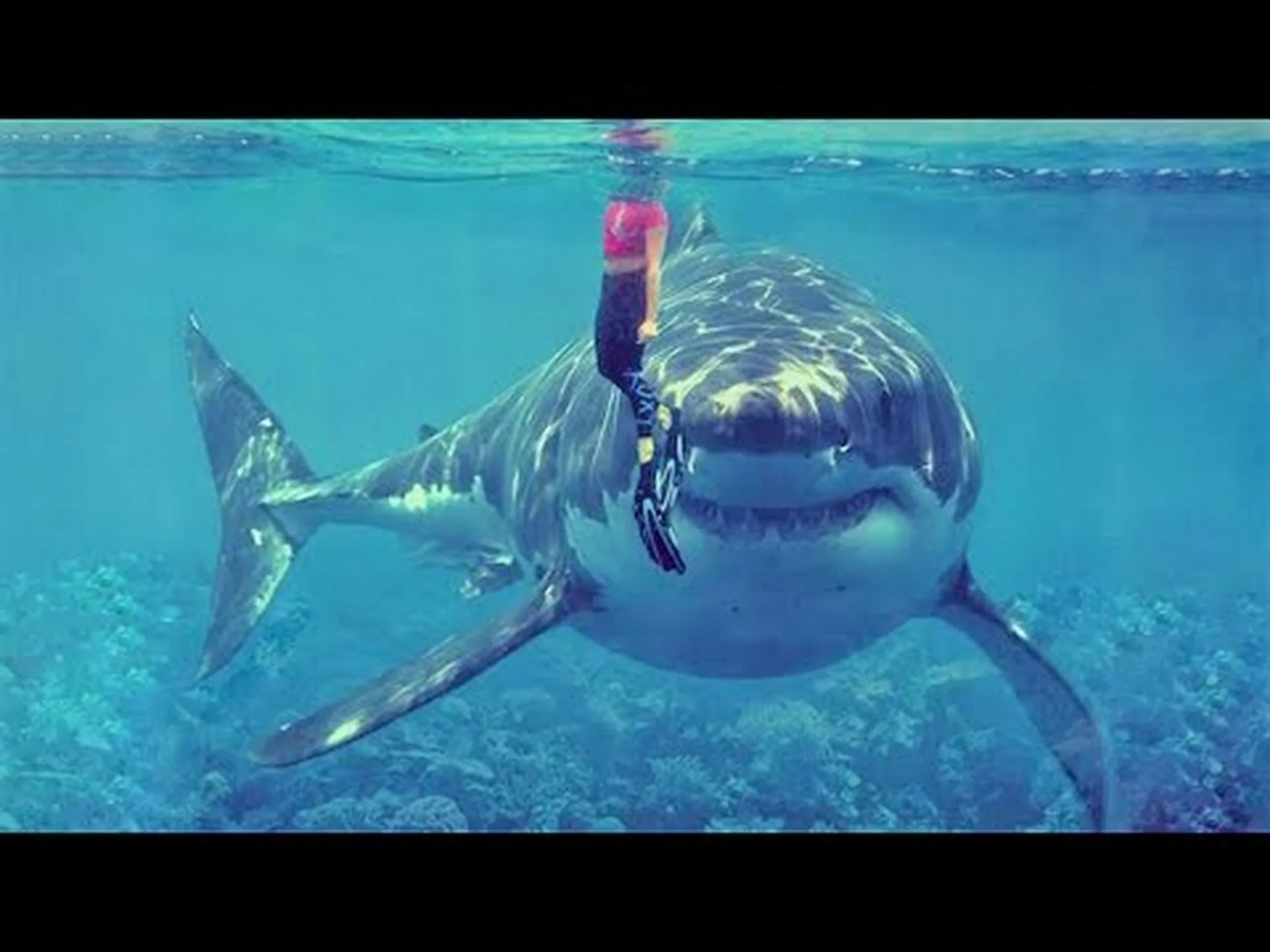 ジョージア州で史上最大のサメを発見 ジョージア州で史上最大のサメを発見