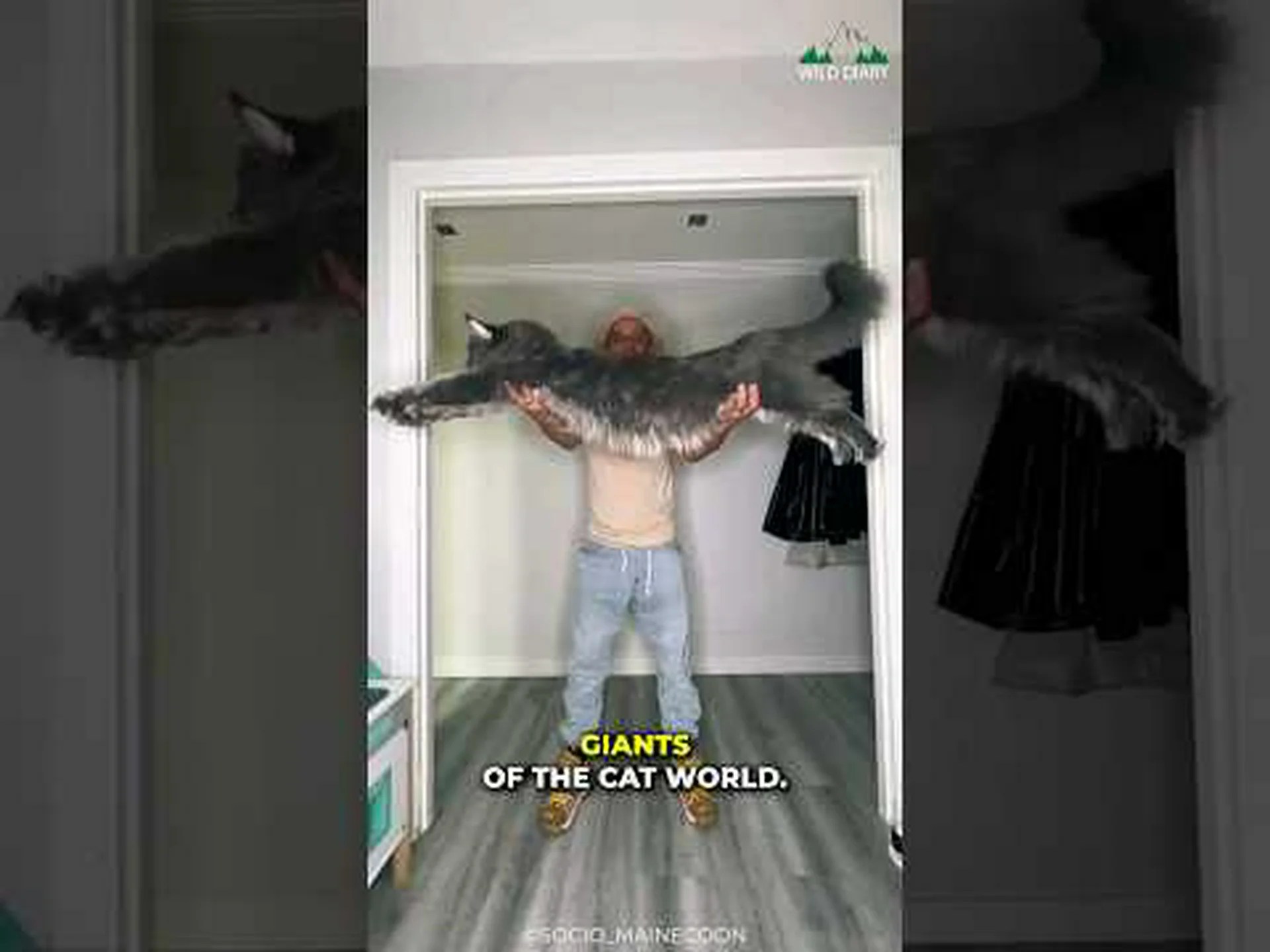 メインクーン猫の大きさの比較: 最大の猫? メインクーン猫の大きさの比較: 最大の猫?