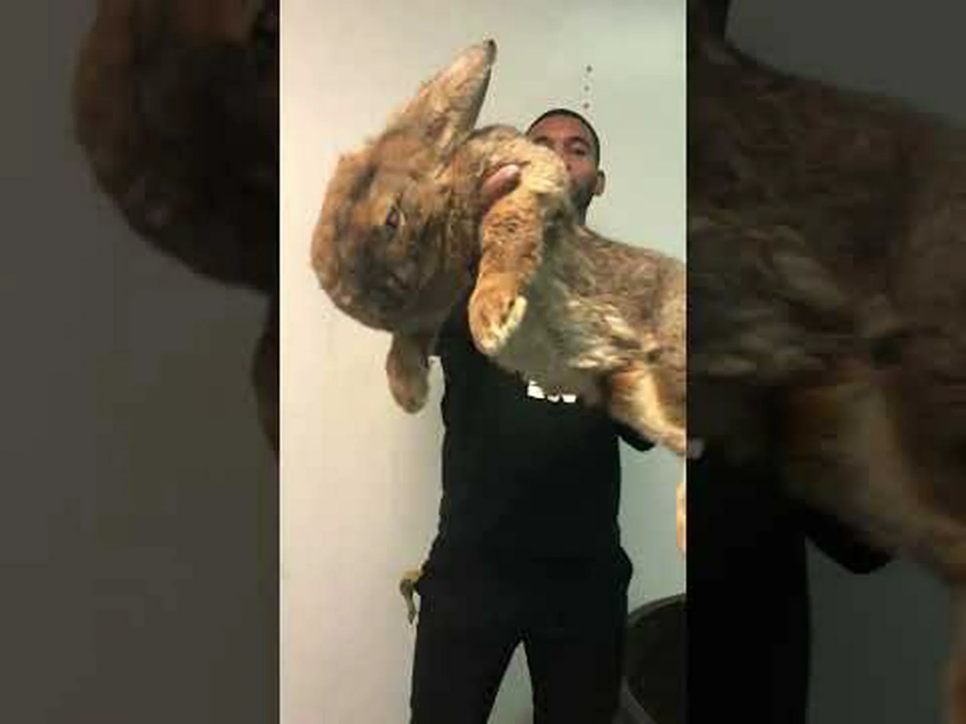 カナダ中を飛び回る 5 つの最大のウサギを発見 カナダ中を飛び回る 5 つの最大のウサギを発見