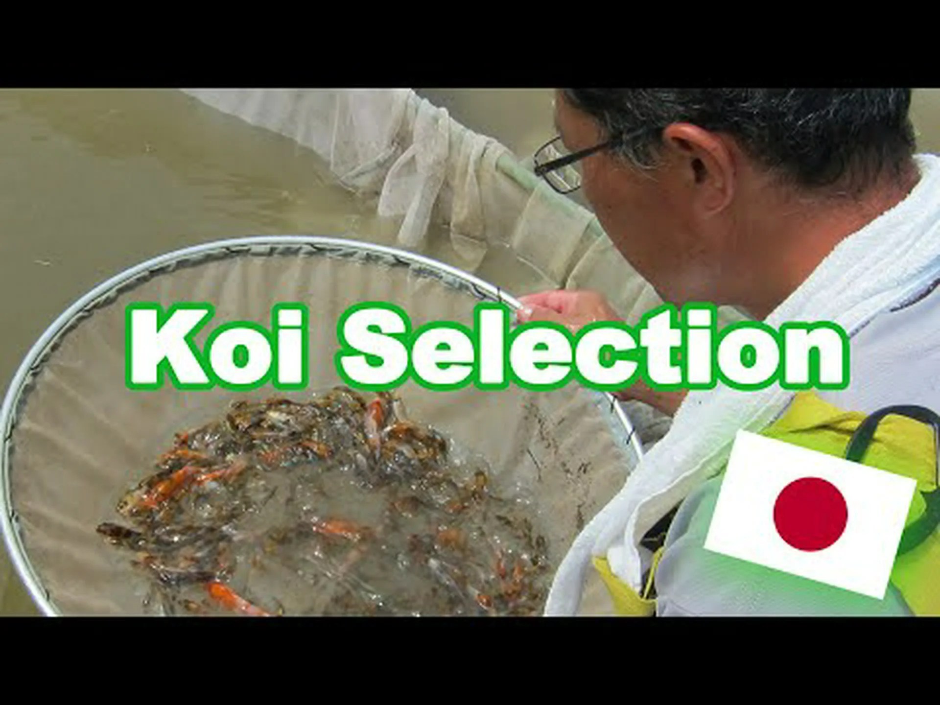 3 種類の鯉: 魚の選び方、飼育、世話に関するガイド 3 種類の鯉: 魚の選び方、飼育、世話に関するガイド
