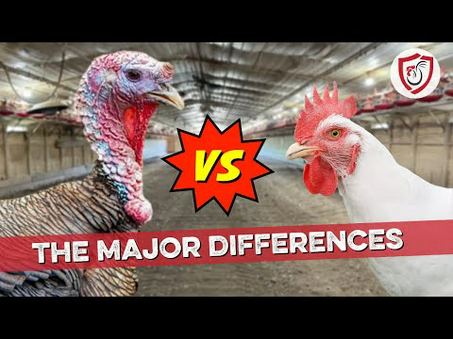 七面鳥と鶏肉: 7 つの主な違いを説明 七面鳥と鶏肉: 7 つの主な違いを説明