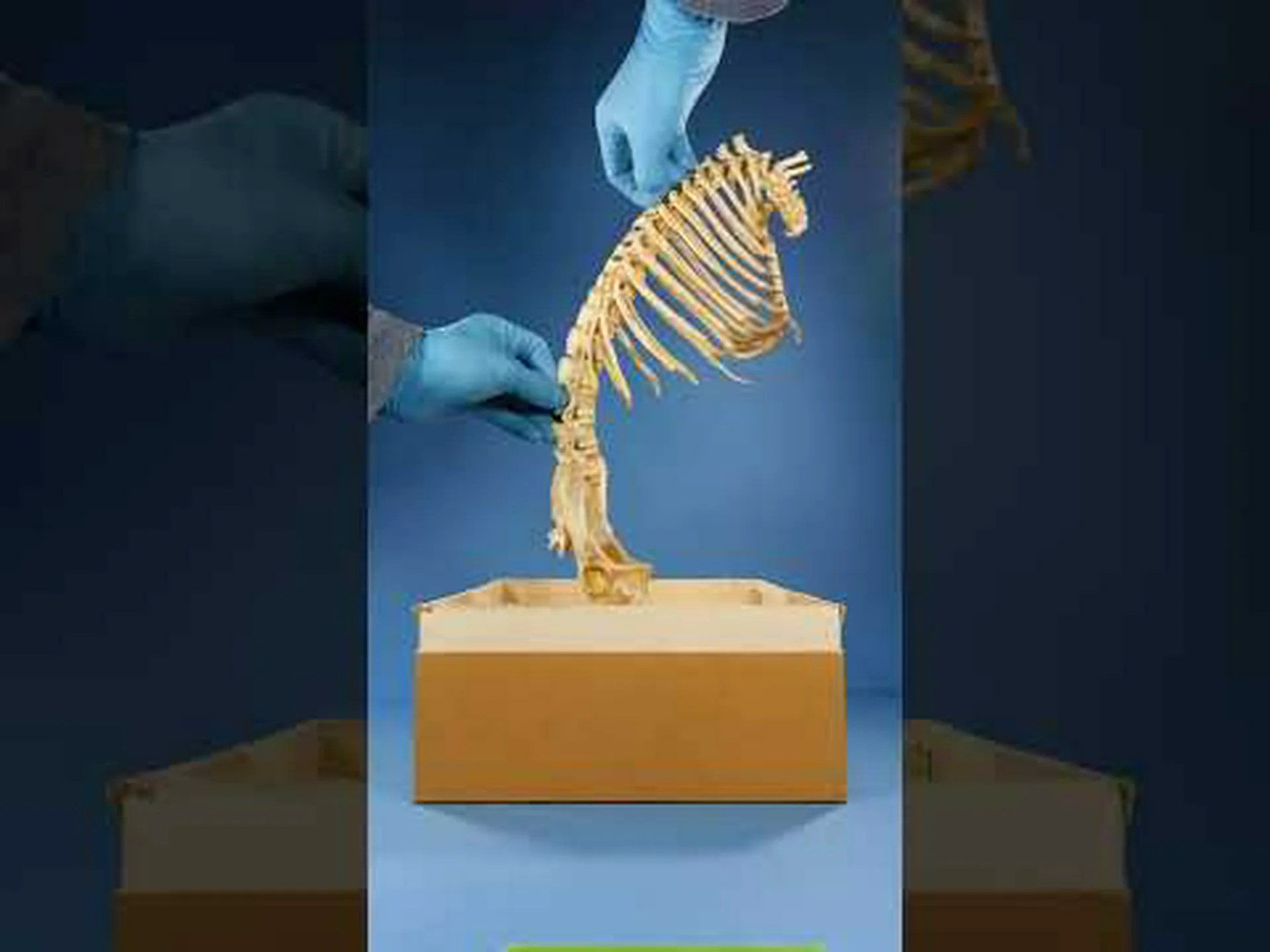 サイの頭蓋骨: あなたが今まで知りたかったすべて サイの頭蓋骨: あなたが今まで知りたかったすべて