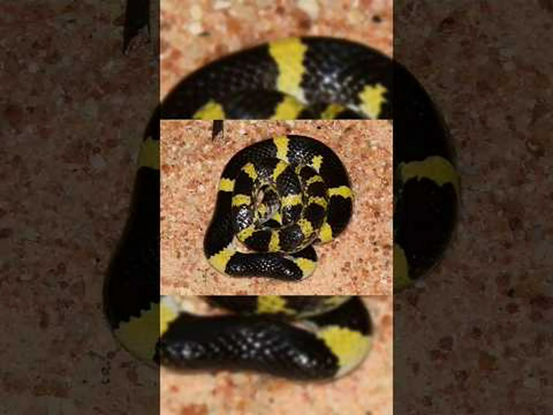 ストロボライトのように見えるほど速く回転して催眠状態になるヘビを観察してください ストロボライトのように見えるほど速く回転して催眠状態になるヘビを観察してください