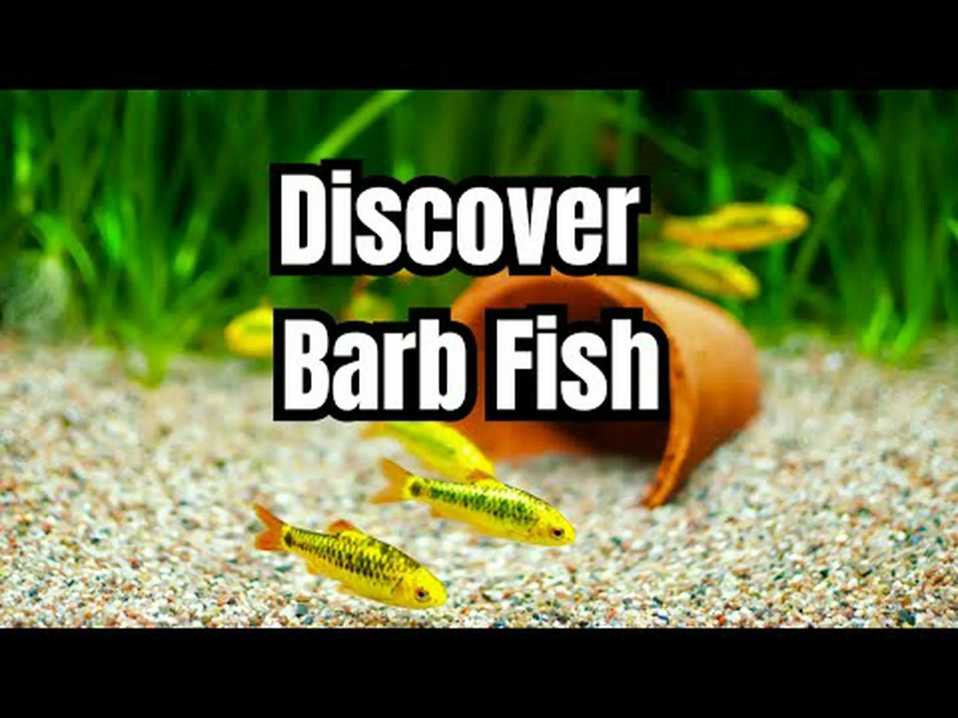 11 種類のバーブフィッシュ: 魚の選択、飼育、世話に関するガイド 11 種類のバーブフィッシュ: 魚の選択、飼育、世話に関するガイド