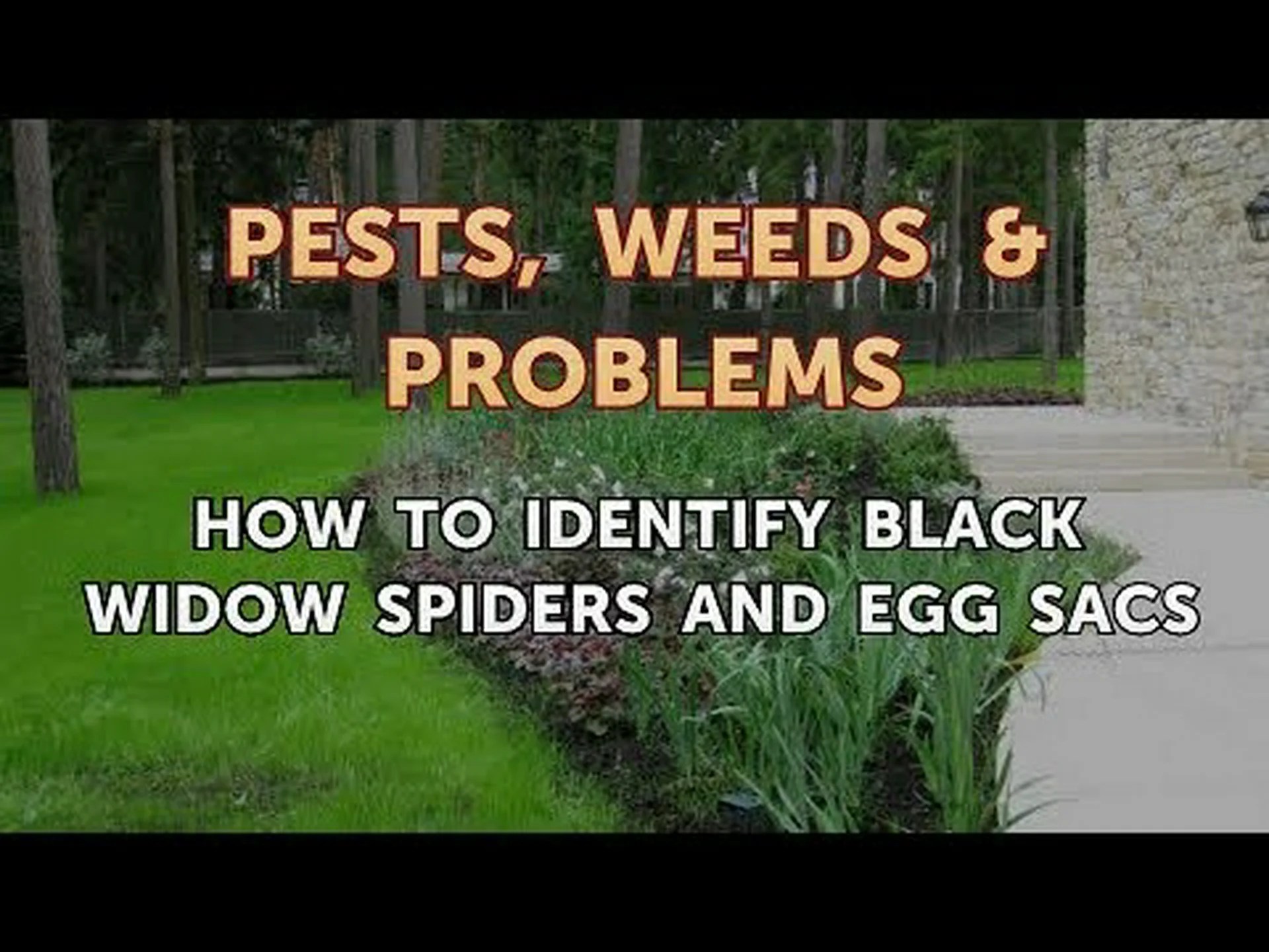 クロゴケグモの卵: 識別と除去のヒント クロゴケグモの卵: 識別と除去のヒント