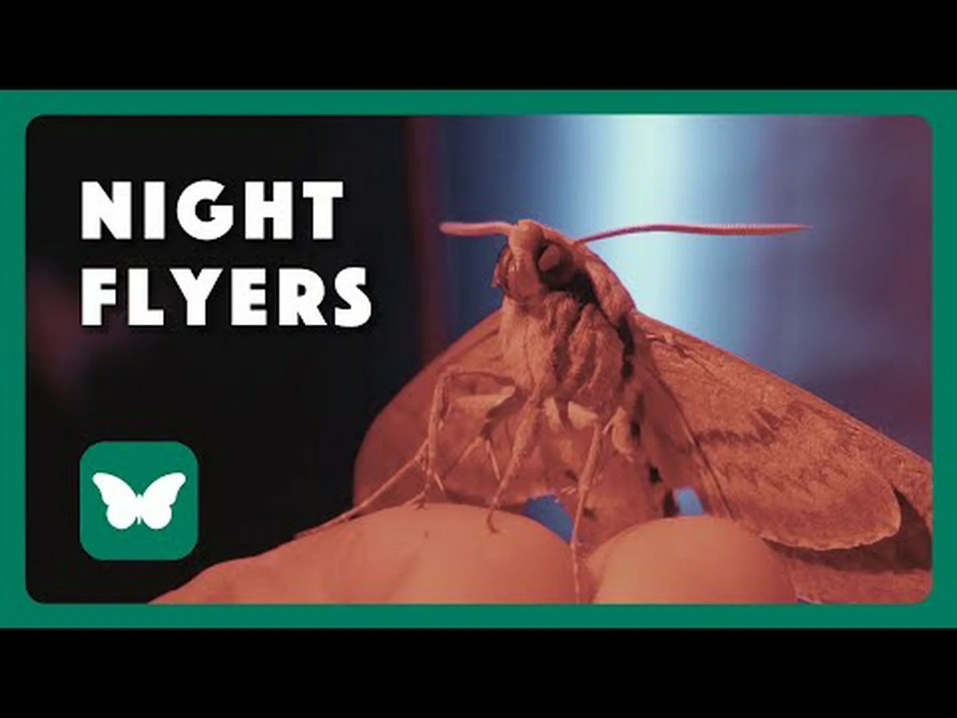 テキサスでよく見かける15の蛾 テキサスでよく見かける15の蛾