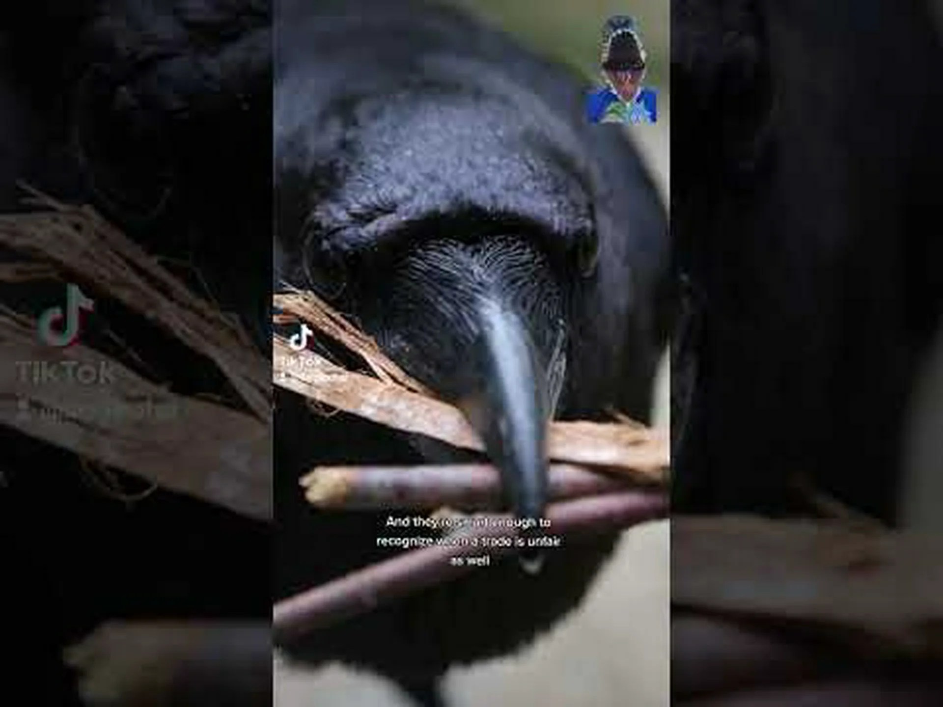 レイブンズは賢いのか?彼らの知性について私たちが知っていることすべて レイブンズは賢いのか?彼らの知性について私たちが知っていることすべて