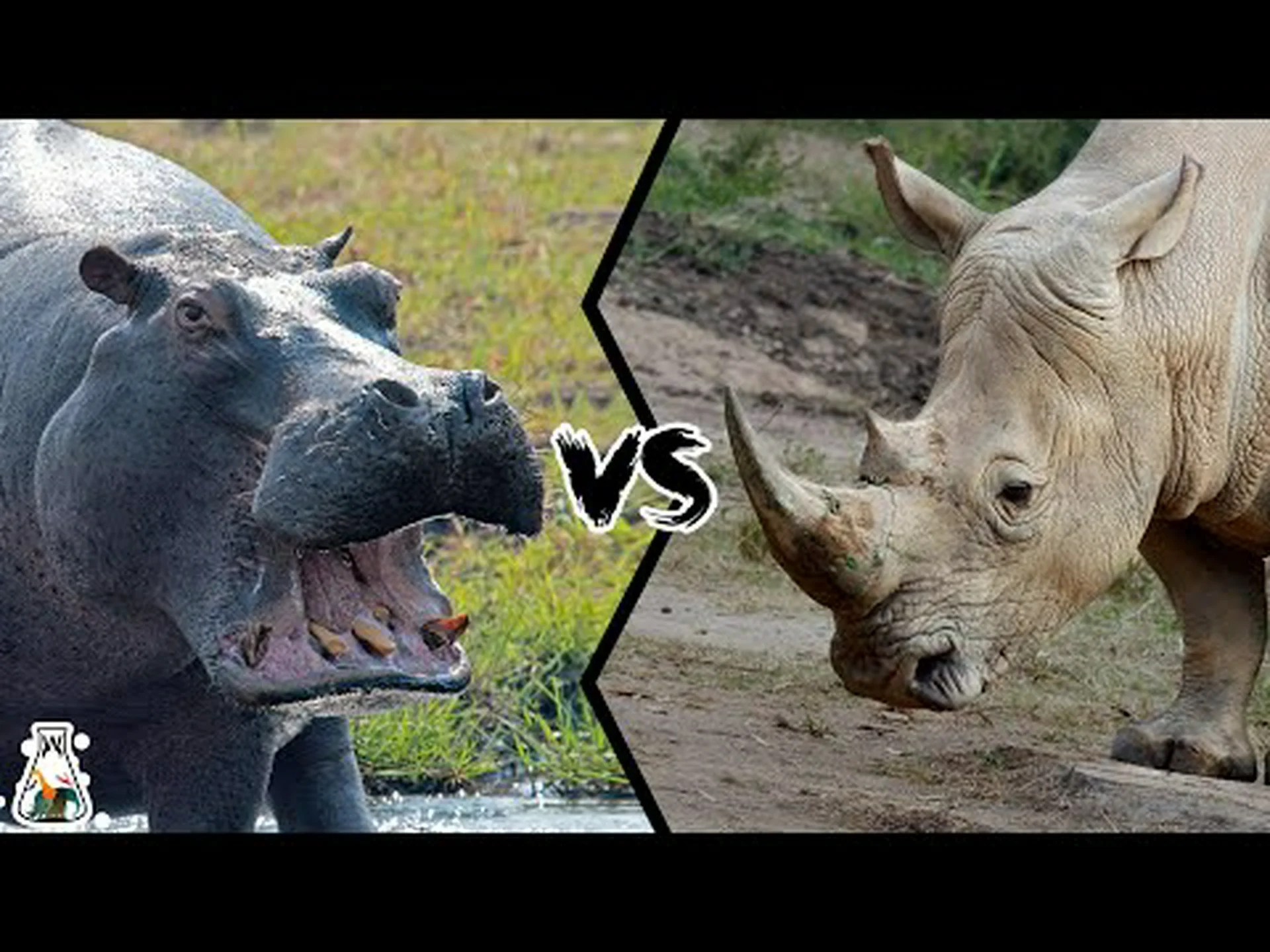 カバ vs ゴリラ: 戦ったらどの動物が勝つでしょうか? カバ vs ゴリラ: 戦ったらどの動物が勝つでしょうか?