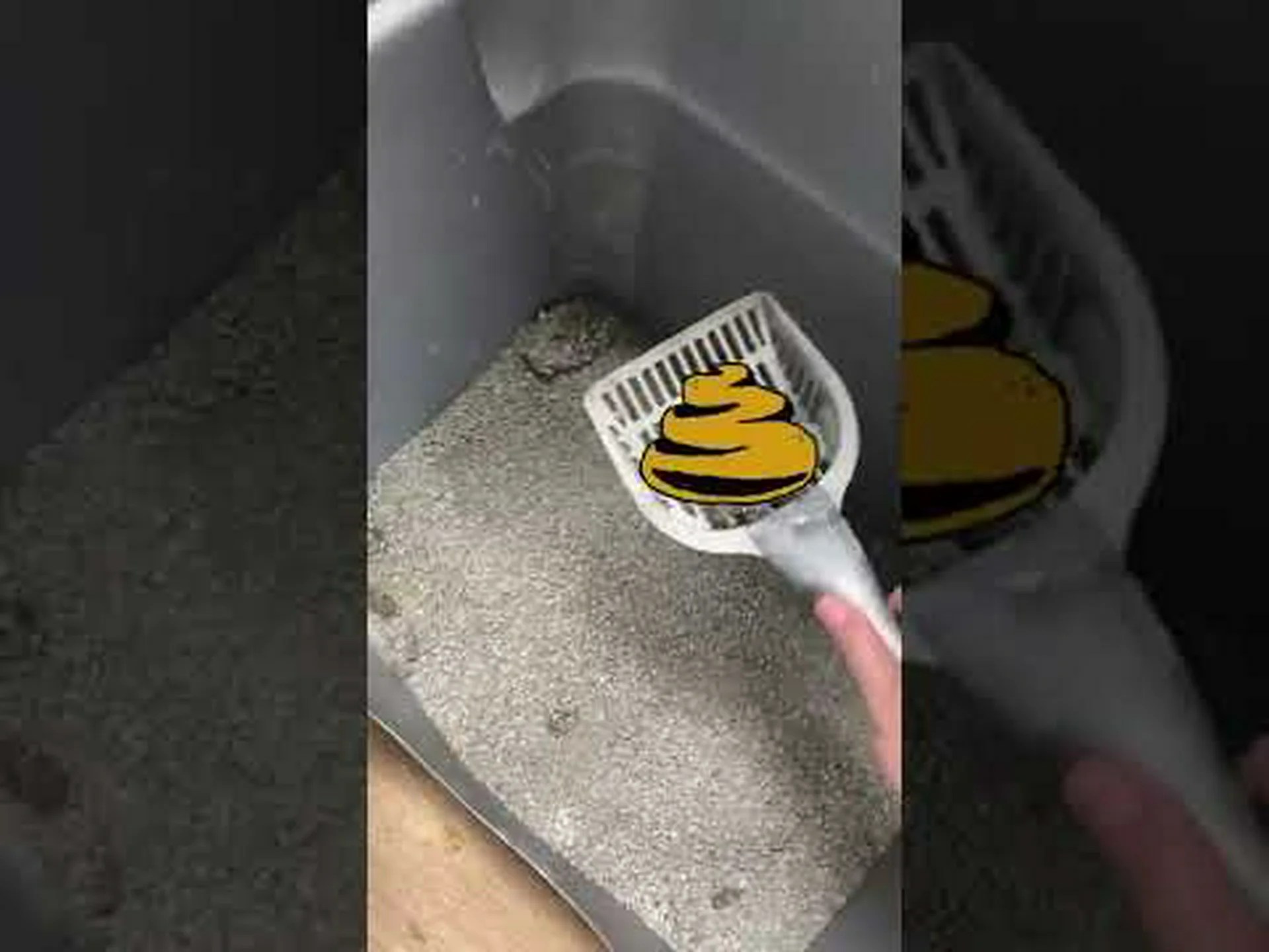 猫のトイレを安全に掃除する4つの自然な方法 猫のトイレを安全に掃除する4つの自然な方法