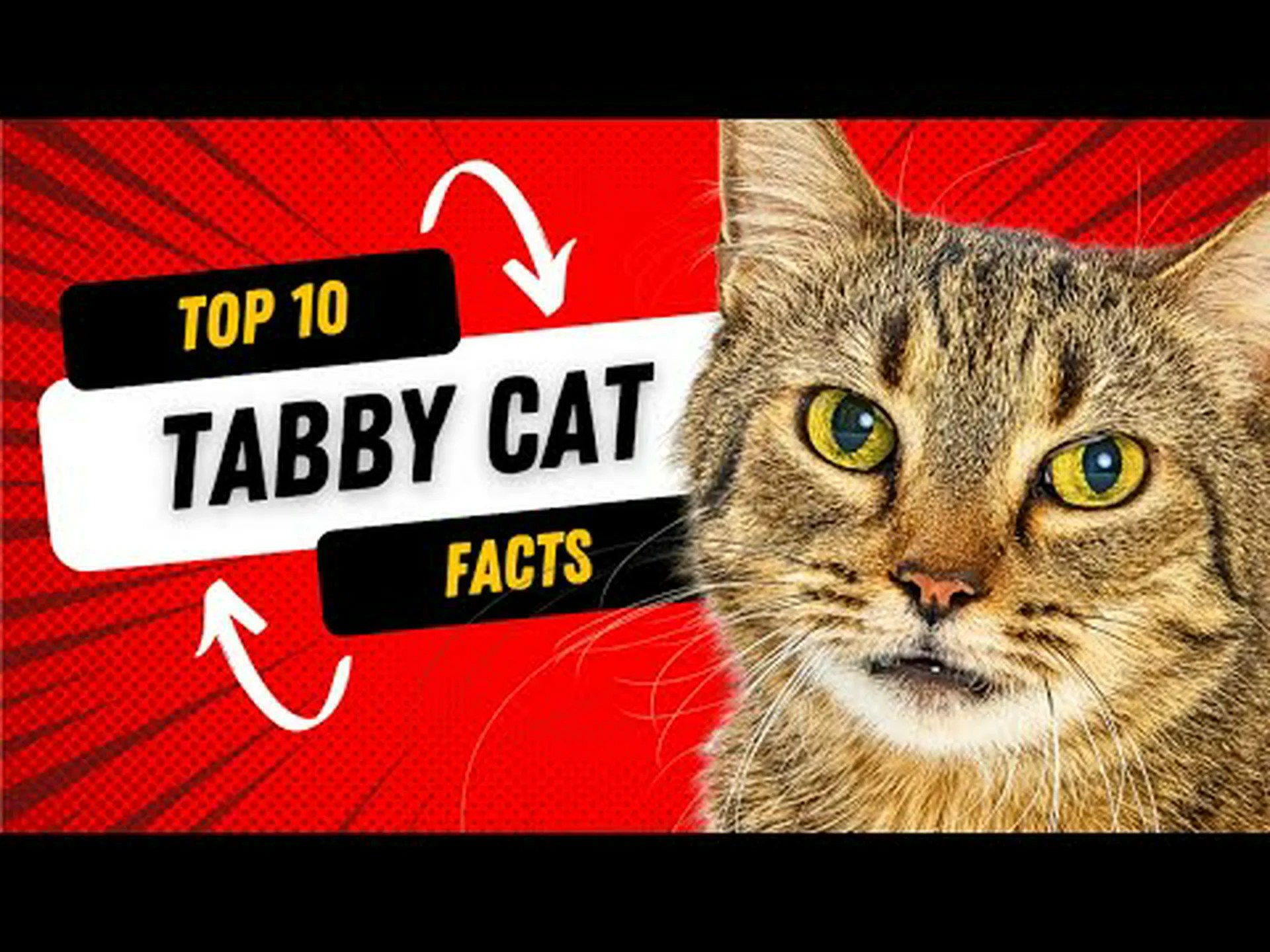 トラ猫の寿命: トラ猫はどのくらい生きますか? トラ猫の寿命: トラ猫はどのくらい生きますか?