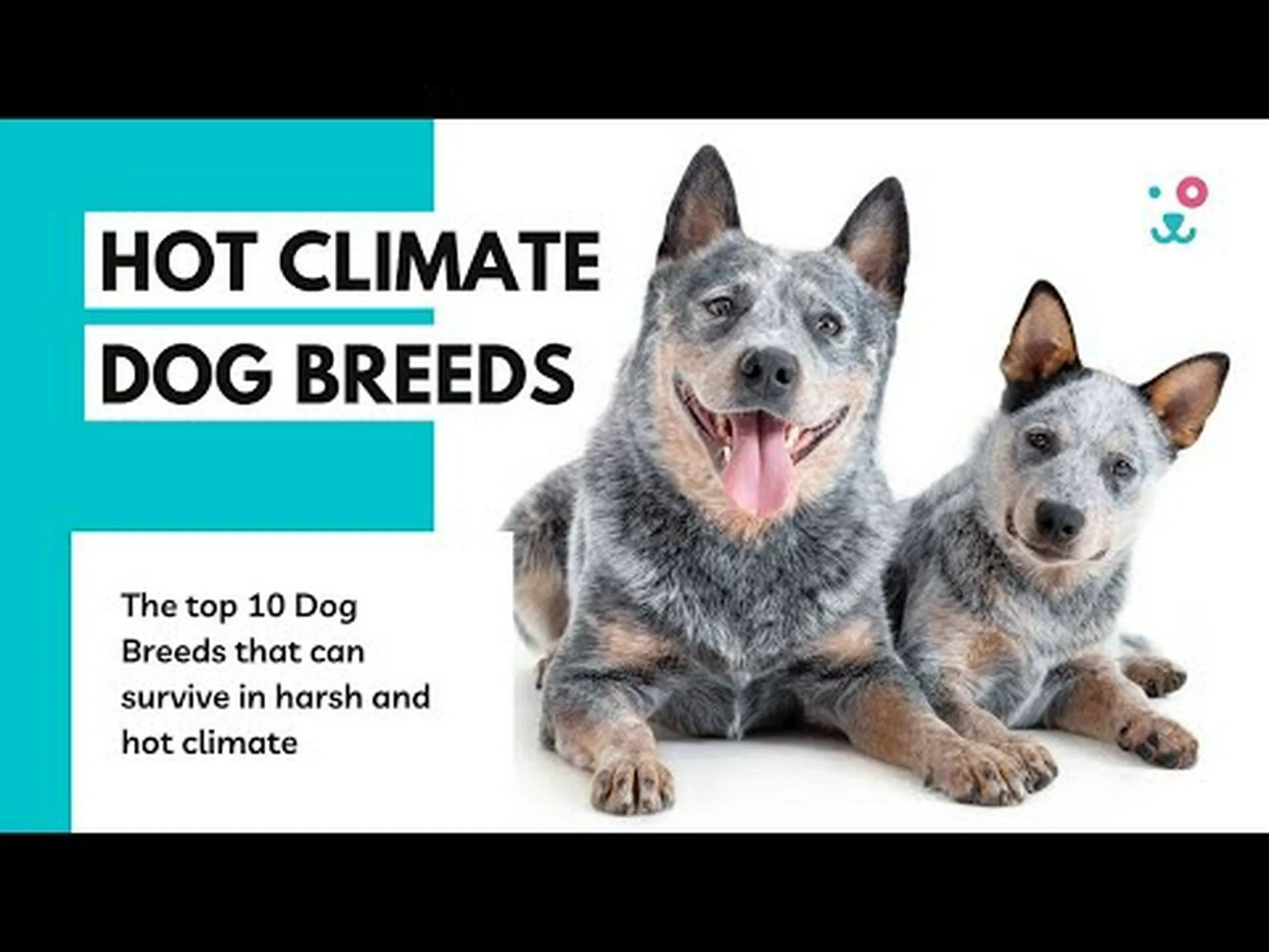 寒い気候に耐えて成長できるベスト15の犬種 寒い気候に耐えて成長できるベスト15の犬種