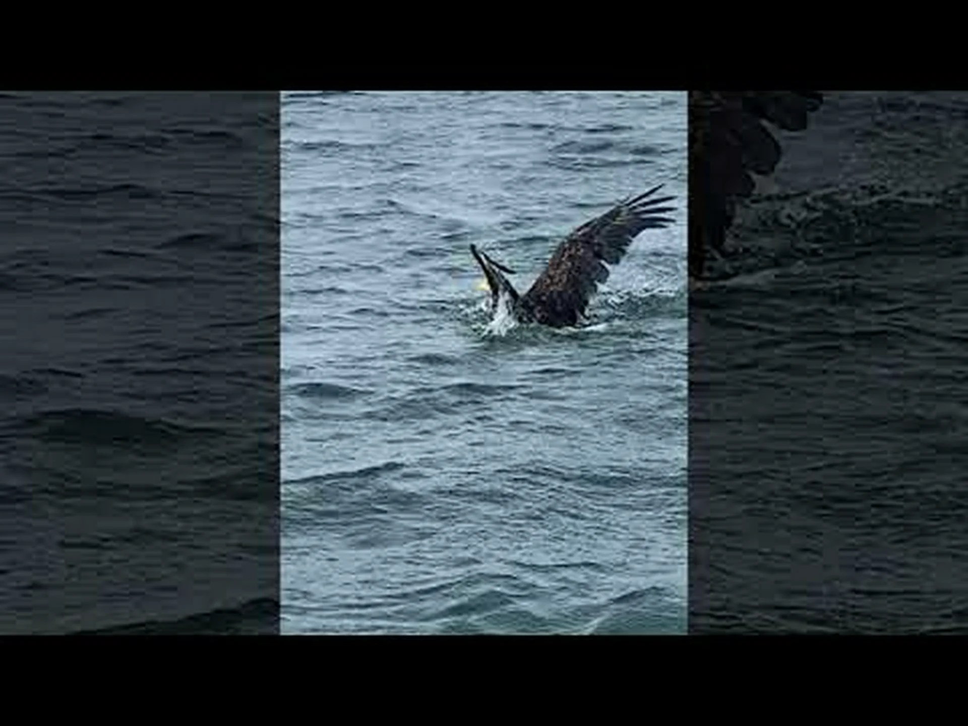 大きすぎて飛べない魚を捕まえた後、即興で行動するハクトウワシを見る 大きすぎて飛べない魚を捕まえた後、即興で行動するハクトウワシを見る