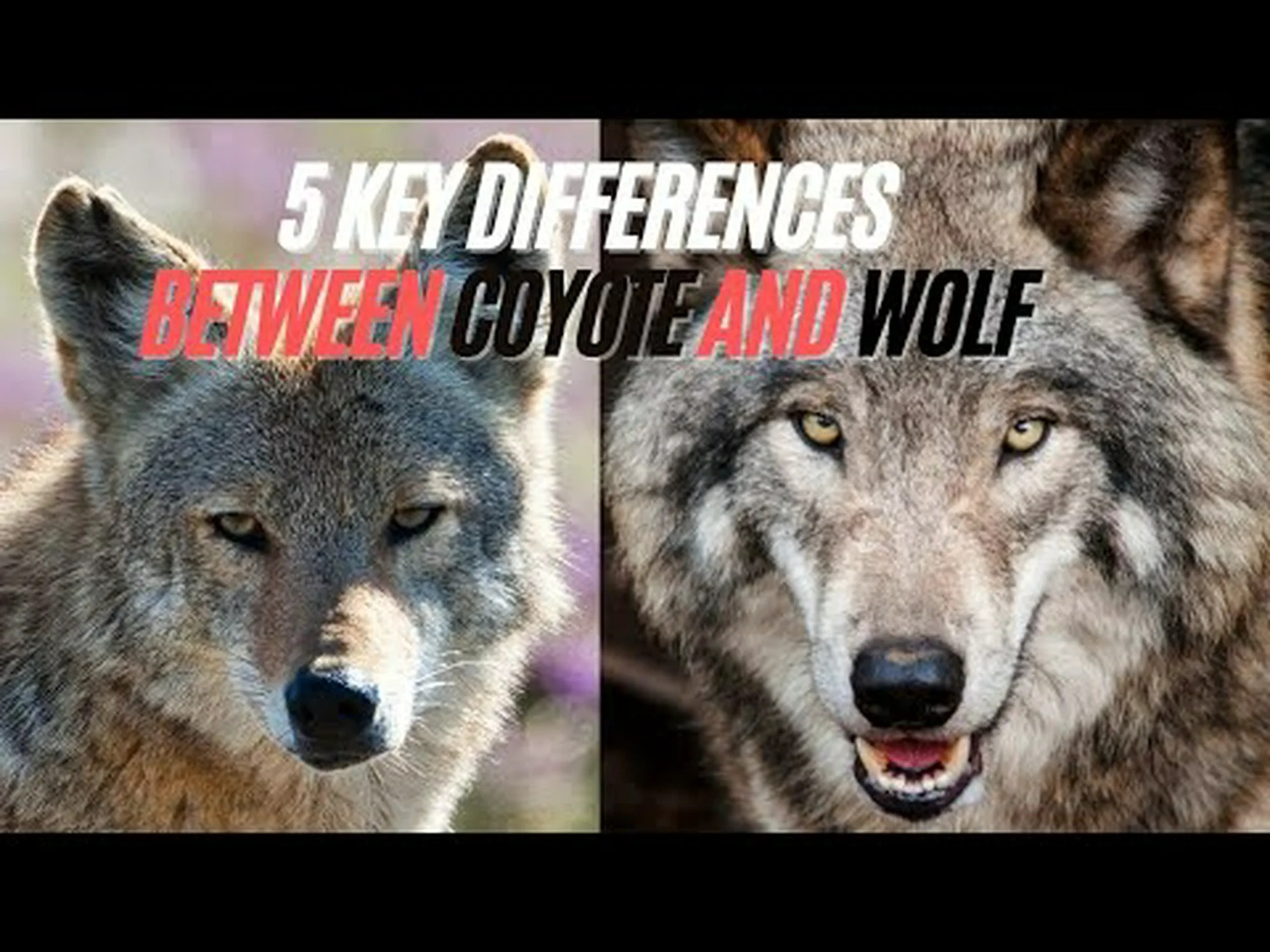 レッドウルフとコヨーテ: 違いは何ですか? レッドウルフとコヨーテ: 違いは何ですか?