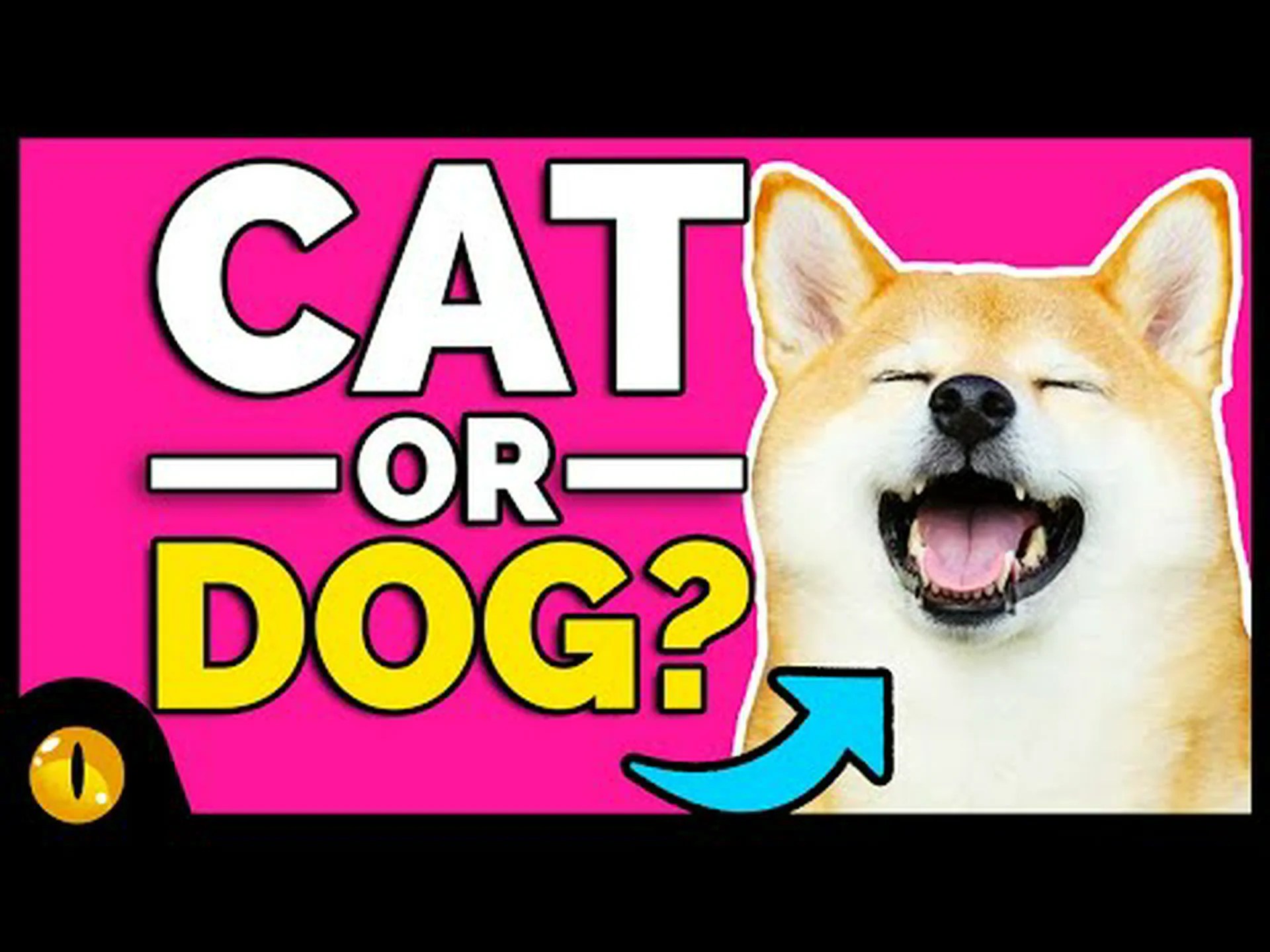 基本的に猫のように行動する16の犬種 基本的に猫のように行動する16の犬種