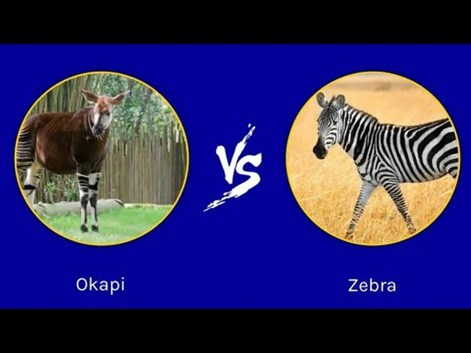 オカピとシマウマ: 両者の違いは何ですか? オカピとシマウマ: 両者の違いは何ですか?