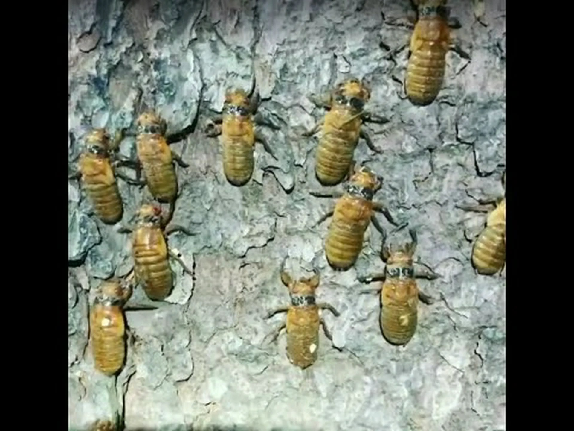 Cicada Brood X 2021: それは何ですか? 心配する必要がありますか? Cicada Brood X 2021: それは何ですか? 心配する必要がありますか?