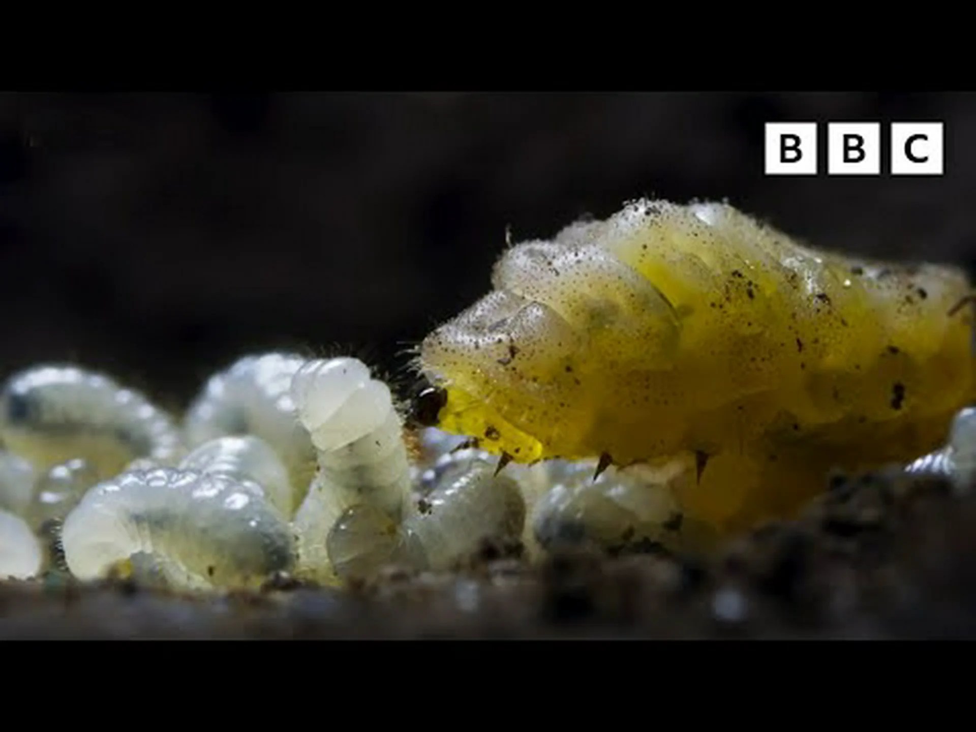 ワシントンで10匹の毛虫が見つかる(4匹は危険) ワシントンで10匹の毛虫が見つかる(4匹は危険)