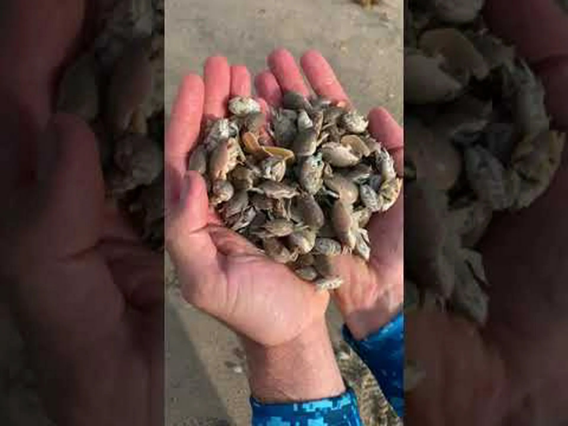 ジャンボサンドノミ:どこで(そしてどのように)見つけられるのでしょうか? ジャンボサンドノミ:どこで(そしてどのように)見つけられるのでしょうか?