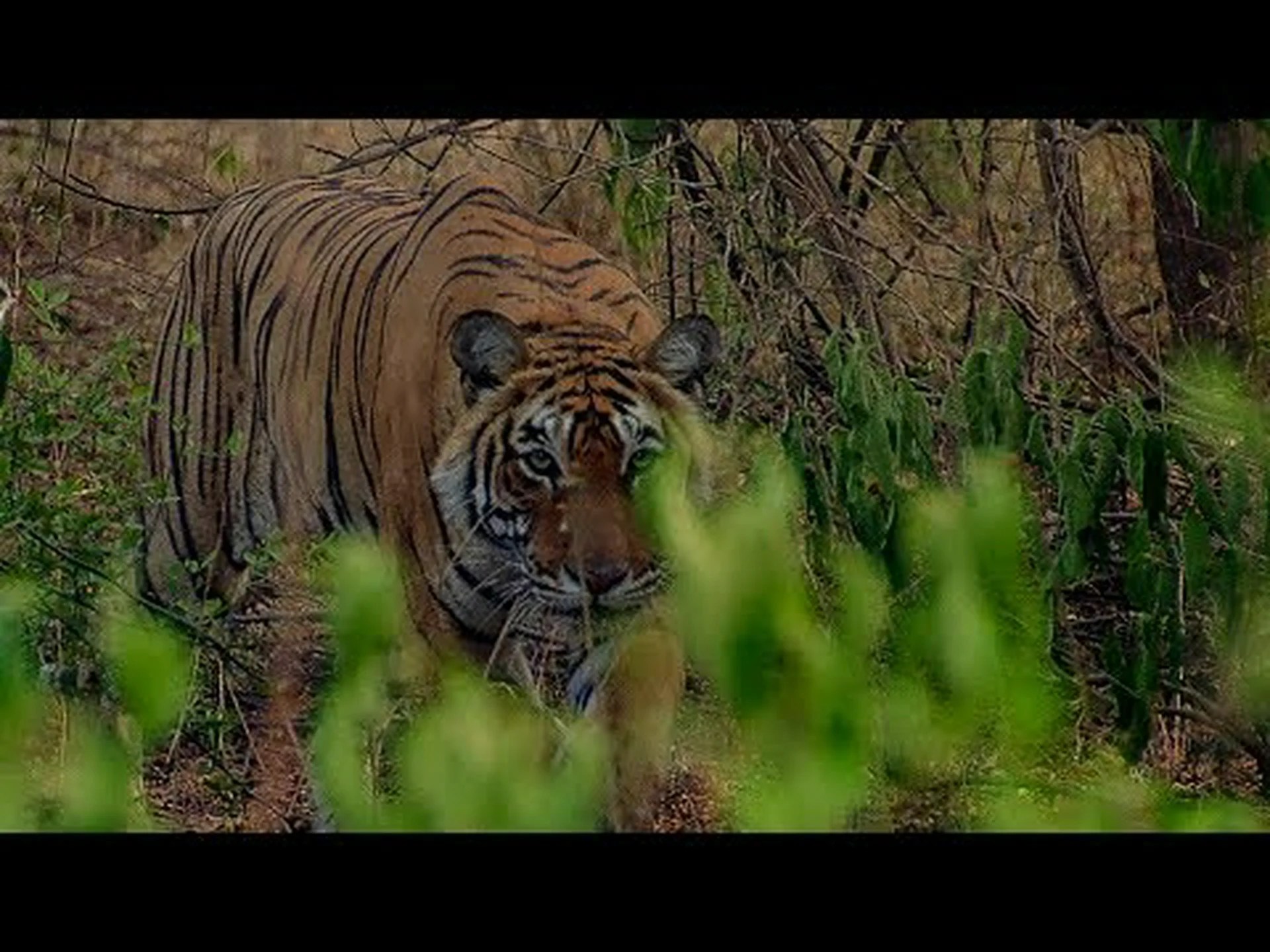 虎をひづめに乗せて文字通り命がけで走る鹿の驚異的な追跡をご覧ください 虎をひづめに乗せて文字通り命がけで走る鹿の驚異的な追跡をご覧ください