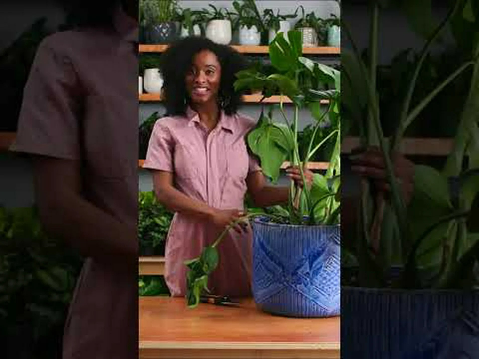 大きなモンステラ植物を育てる方法: ヒントとコツ 大きなモンステラ植物を育てる方法: ヒントとコツ
