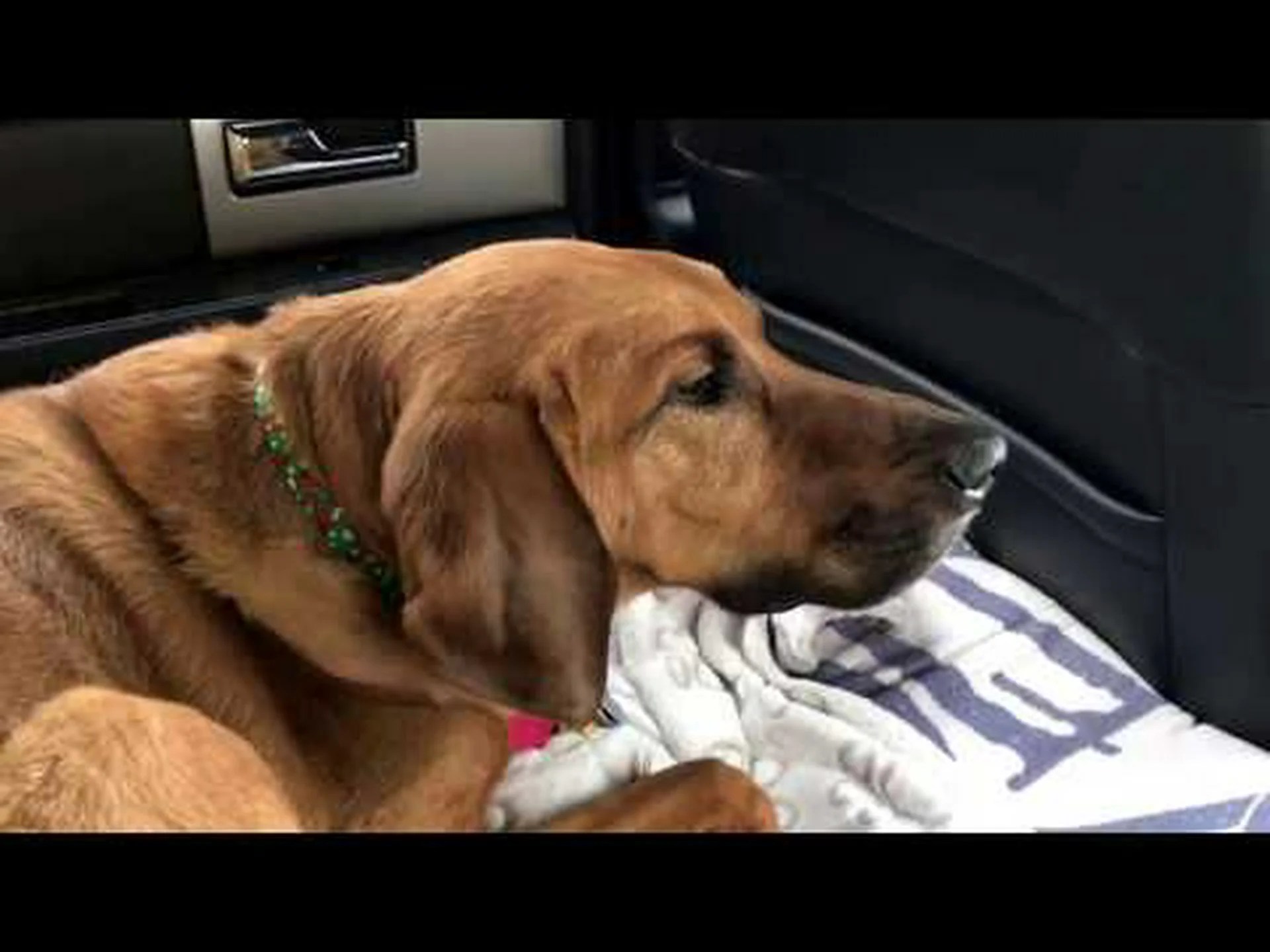 ドラマミンの犬用量表: リスク、副作用、用量など ドラマミンの犬用量表: リスク、副作用、用量など