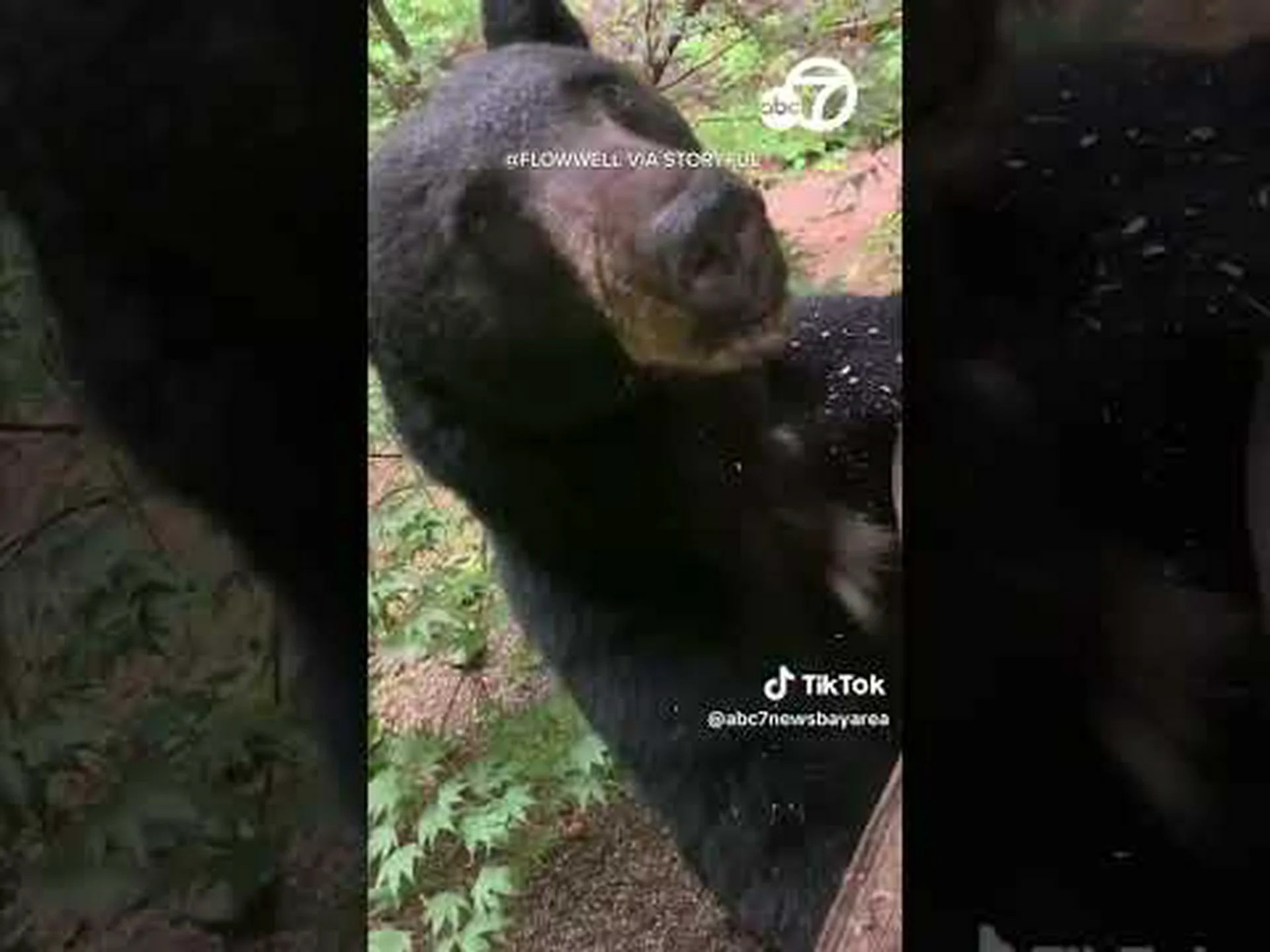 このいたずらなクマが家を襲撃し、すぐに鳥の餌箱を盗む様子を見てください。 このいたずらなクマが家を襲撃し、すぐに鳥の餌箱を盗む様子を見てください。