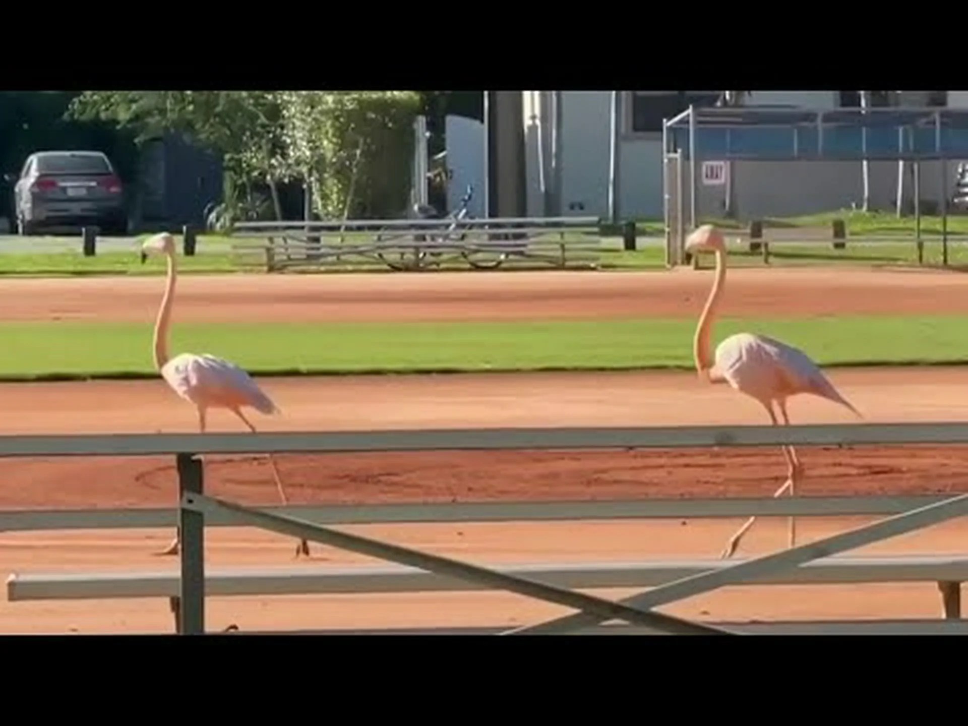 ケンタッキー州にフラミンゴが突然出現する理由をご覧ください…そうです、ケンタッキー州です! ケンタッキー州にフラミンゴが突然出現する理由をご覧ください…そうです、ケンタッキー州です!