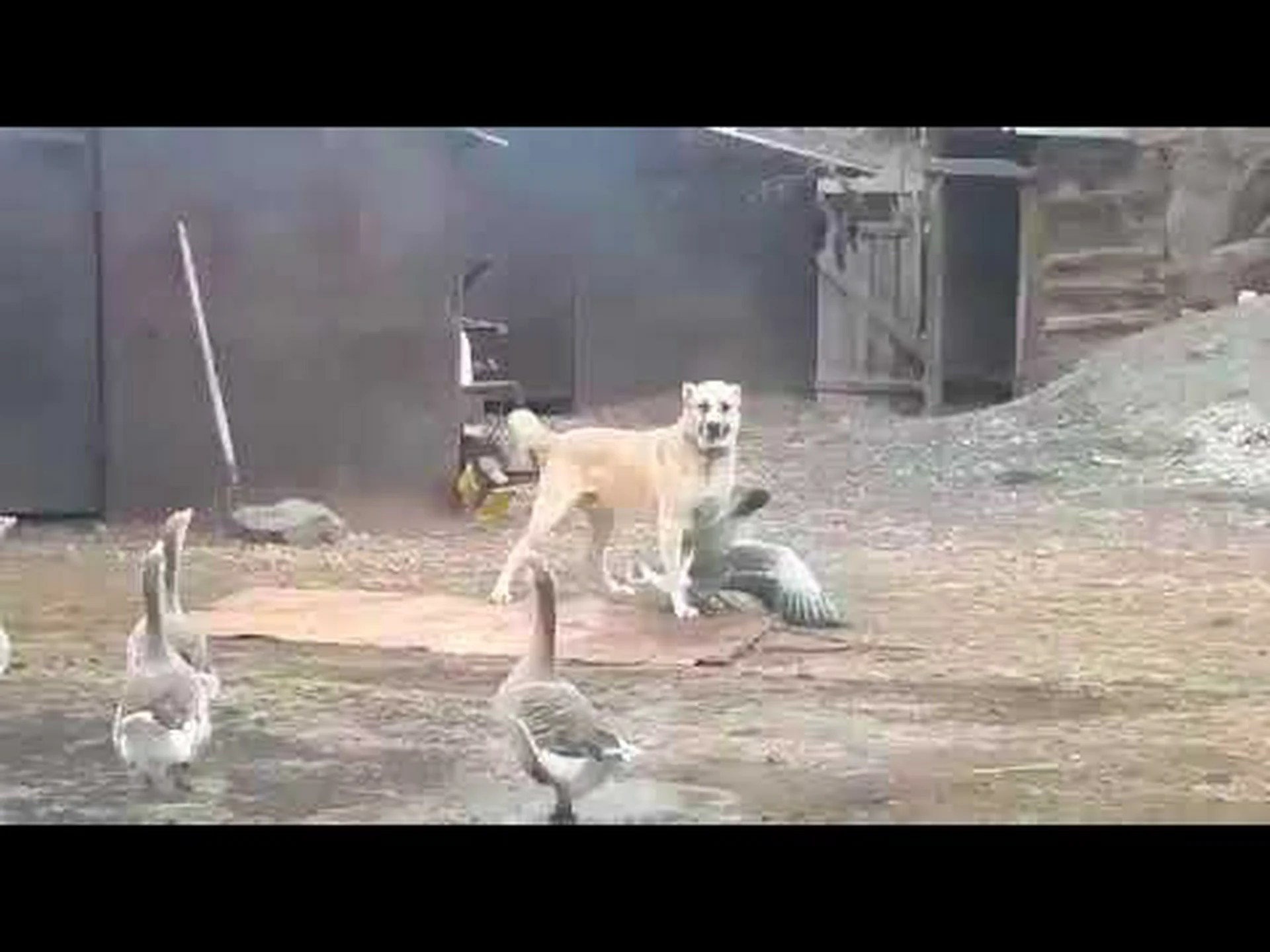 非武装の人間が狂暴なガチョウに勝てるでしょうか? 非武装の人間が狂暴なガチョウに勝てるでしょうか?