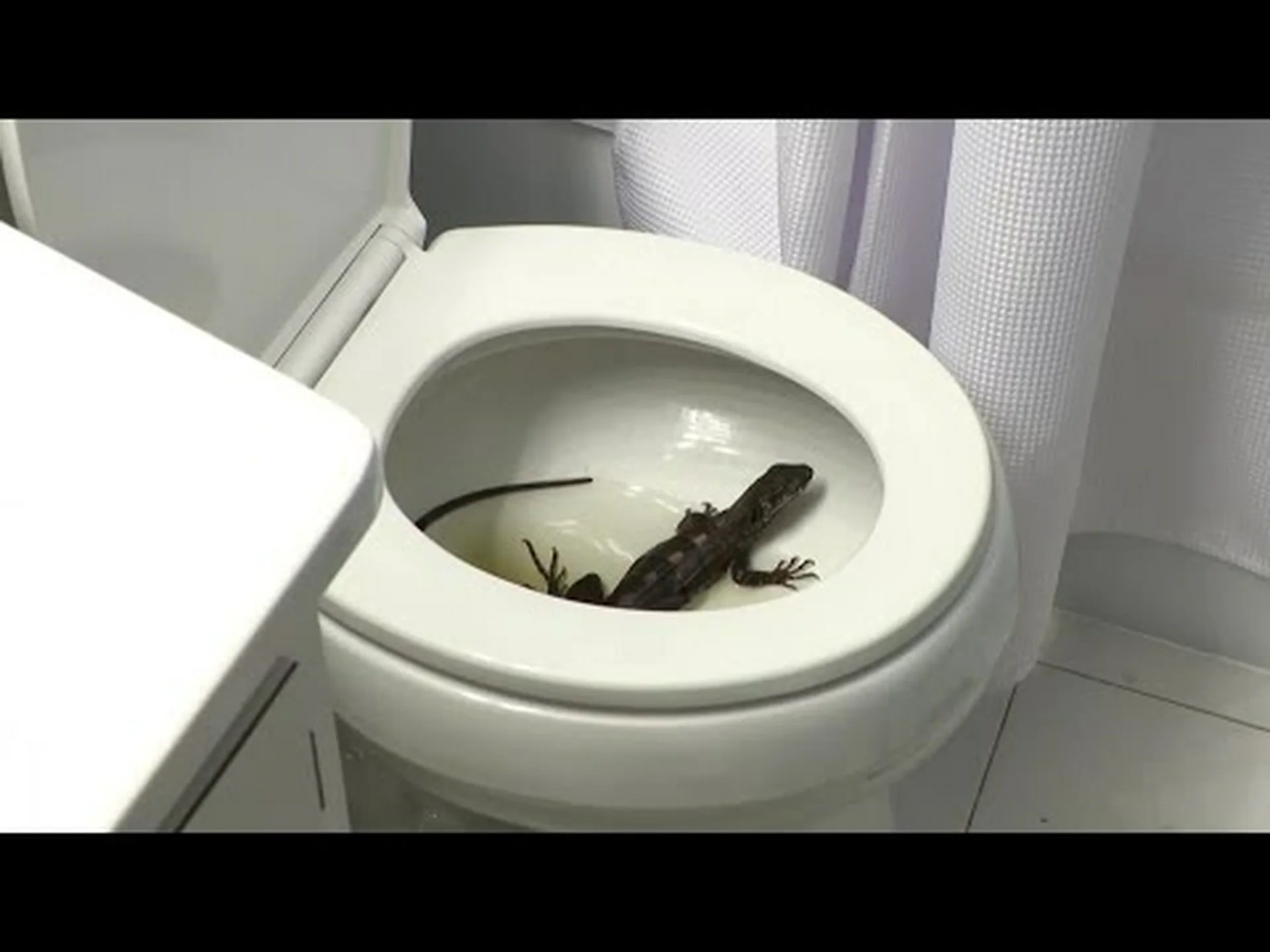 数十匹のイグアナが家に侵入したフロリダ州の女性の行動をご覧ください 数十匹のイグアナが家に侵入したフロリダ州の女性の行動をご覧ください