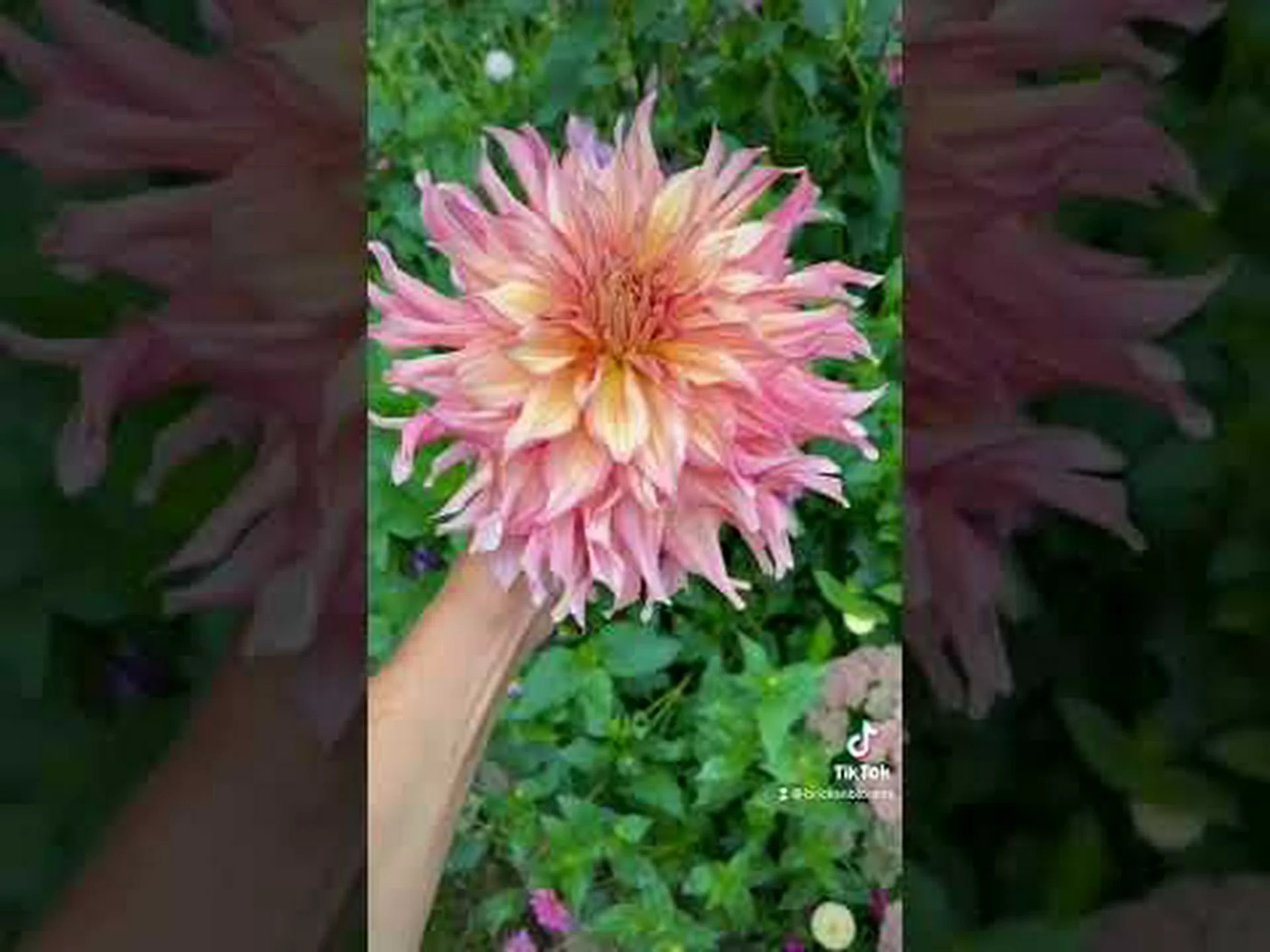 ジニアとダリア: 違いはありますか? ジニアとダリア: 違いはありますか?