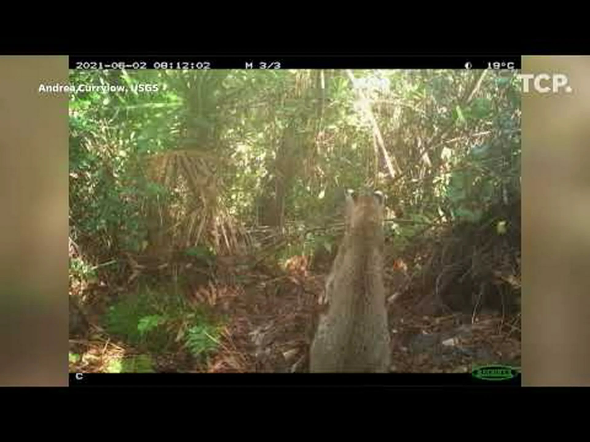 フロリダ対決: ボブキャット対パイソンの戦いで勝利するのは誰ですか? フロリダ対決: ボブキャット対パイソンの戦いで勝利するのは誰ですか?