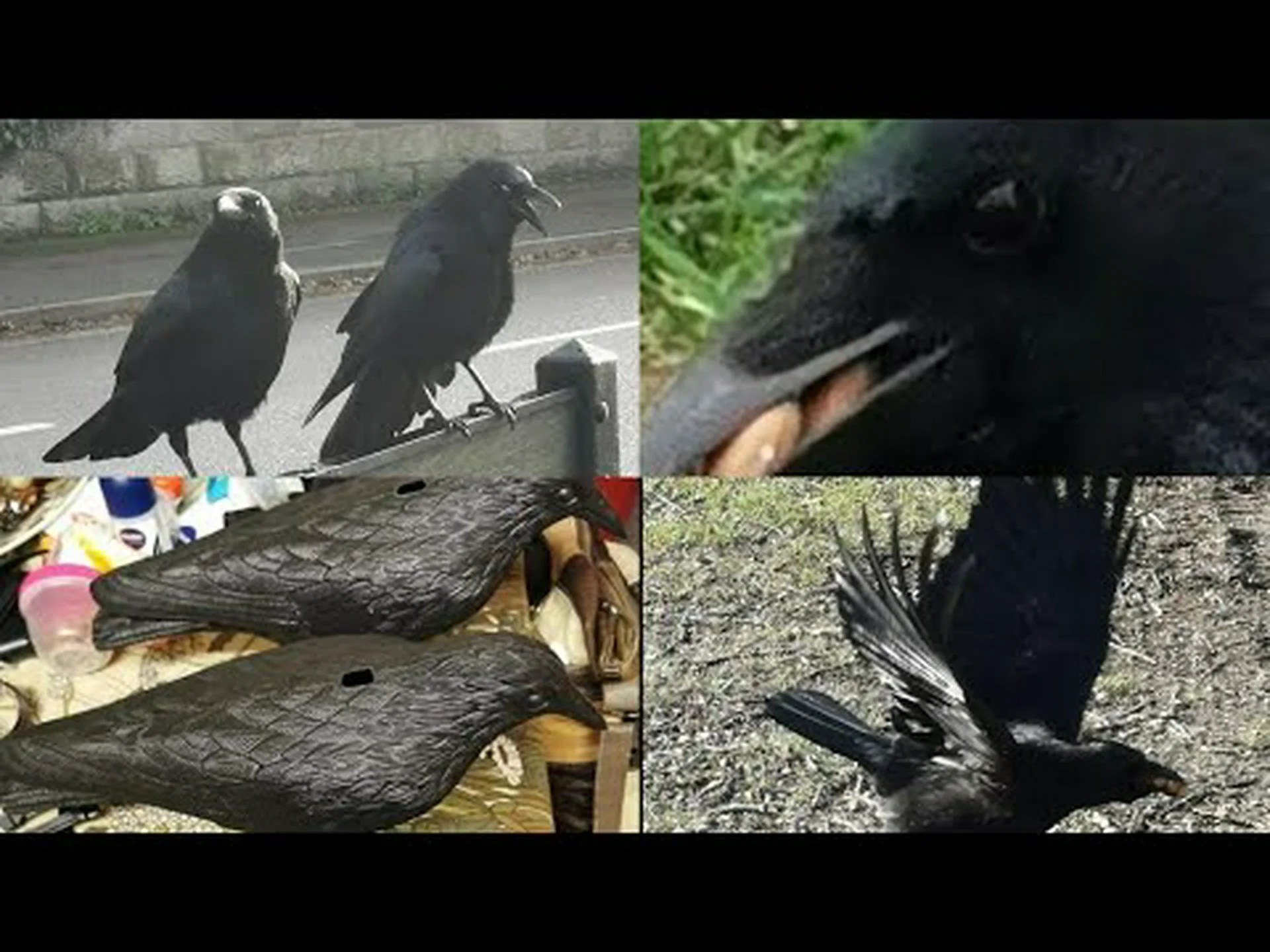 カラスを庭に引き寄せる方法:8つの効果的な方法とメリット カラスを庭に引き寄せる方法:8つの効果的な方法とメリット