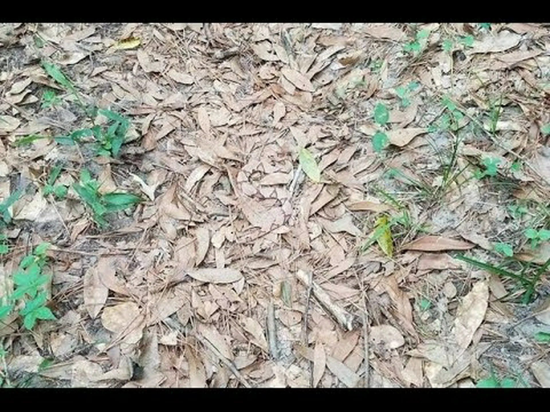 目に見えるところに隠れているこのカモフラージュマムシヘビを見つけることができますか? 目に見えるところに隠れているこのカモフラージュマムシヘビを見つけることができますか?