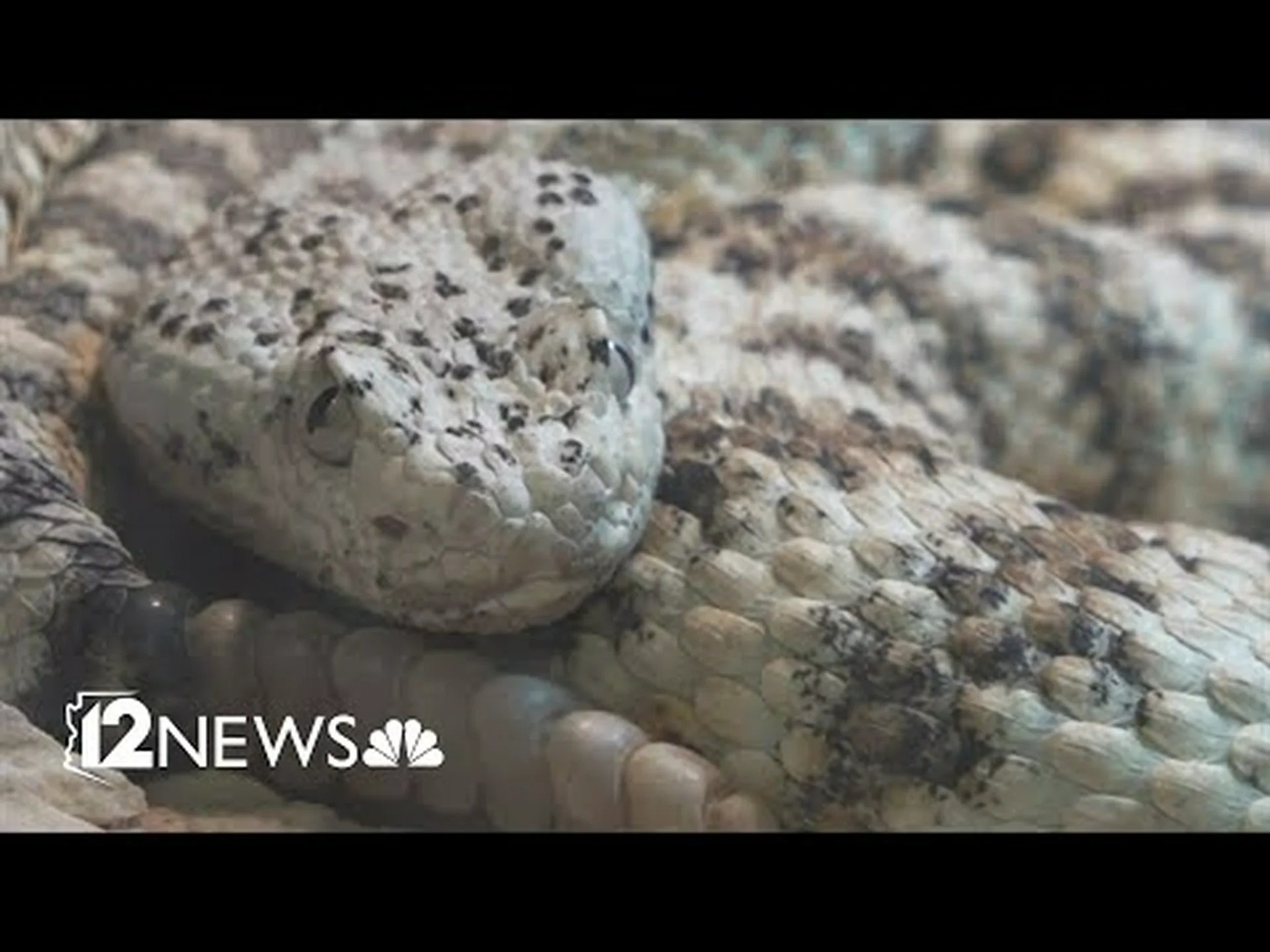 アリゾナでガラガラヘビが目覚める:この春知っておくべき5つのこと アリゾナでガラガラヘビが目覚める:この春知っておくべき5つのこと