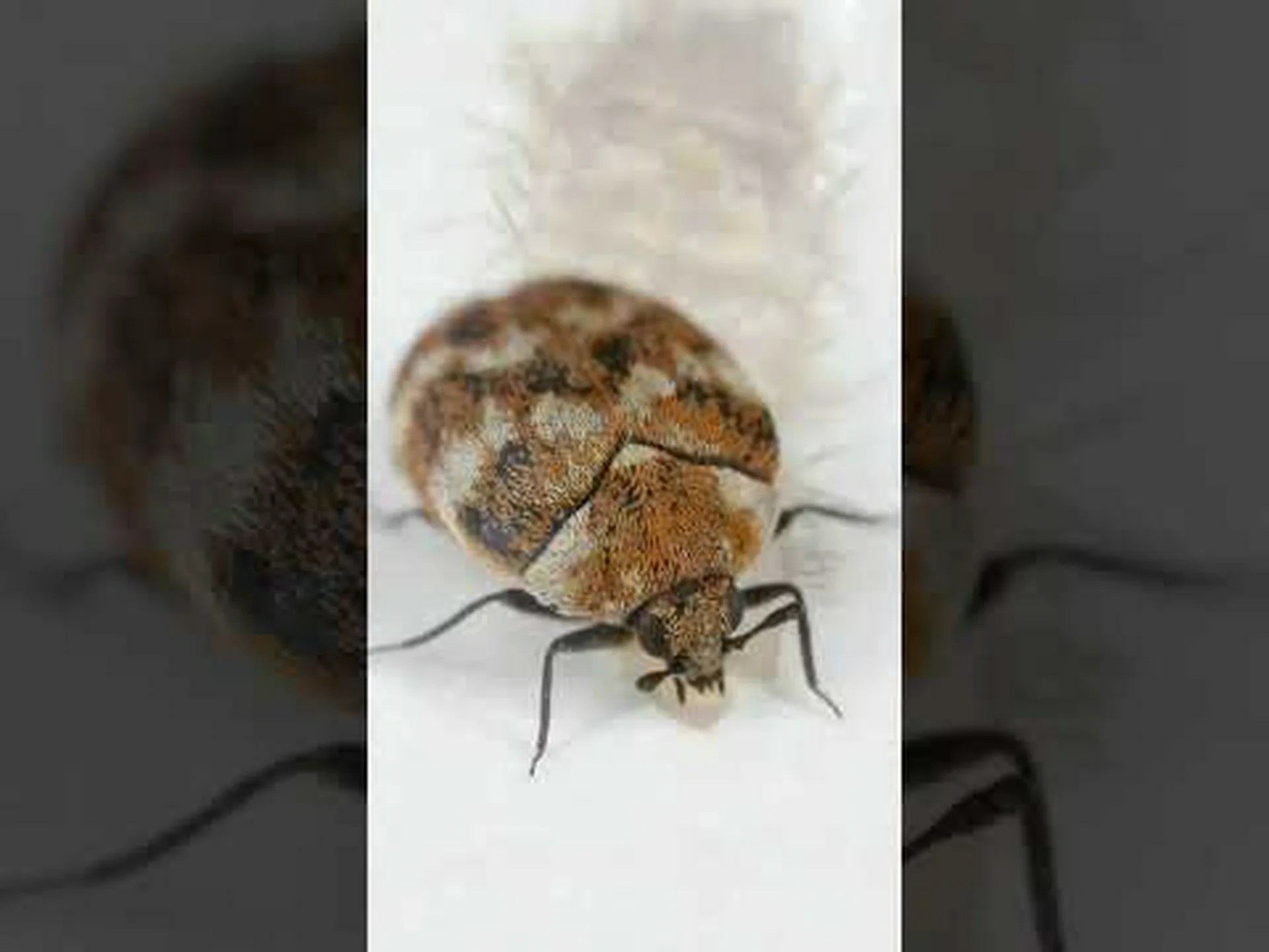 カブトムシと暮らしている 5 つの兆候 カブトムシと暮らしている 5 つの兆候