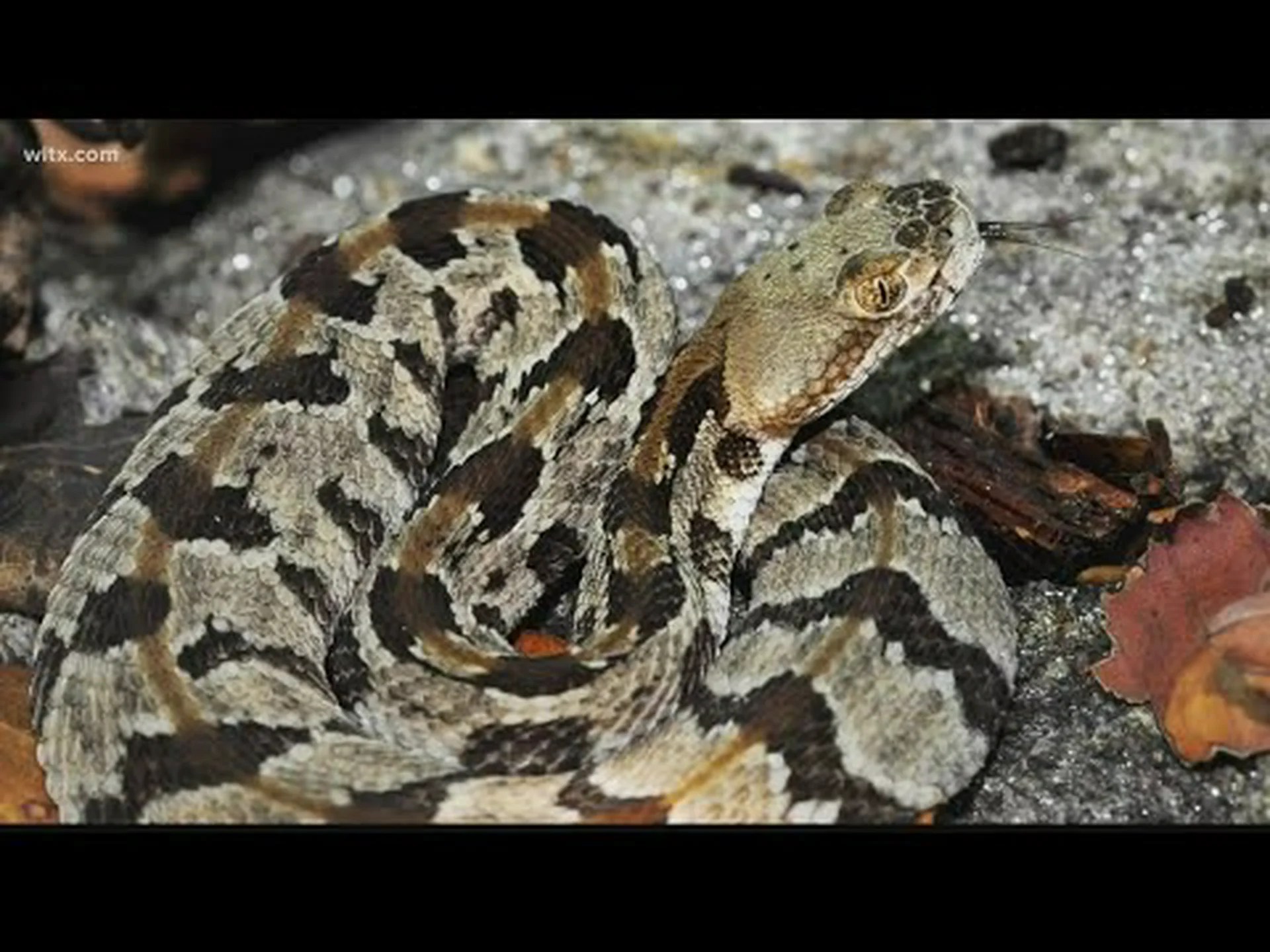 ペンシルバニア州はガラガラヘビの季節です : 知っておくべき 18 のこと ペンシルバニア州はガラガラヘビの季節です : 知っておくべき 18 のこと