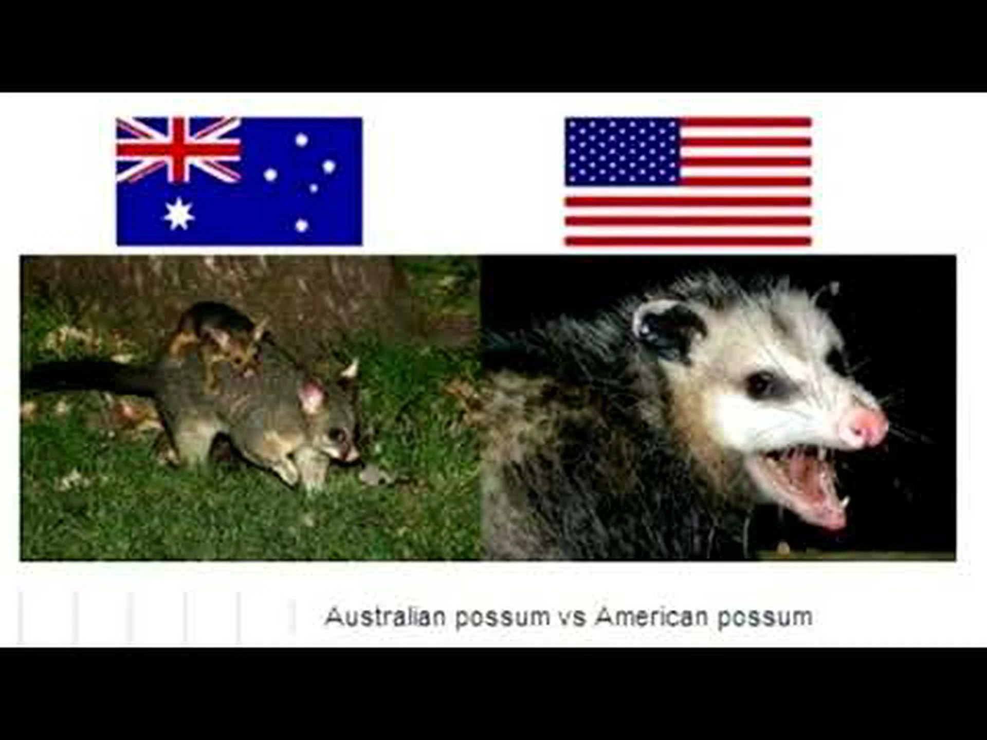 オーストラリアンポッサム vs アメリカオポッサム オーストラリアンポッサム vs アメリカオポッサム