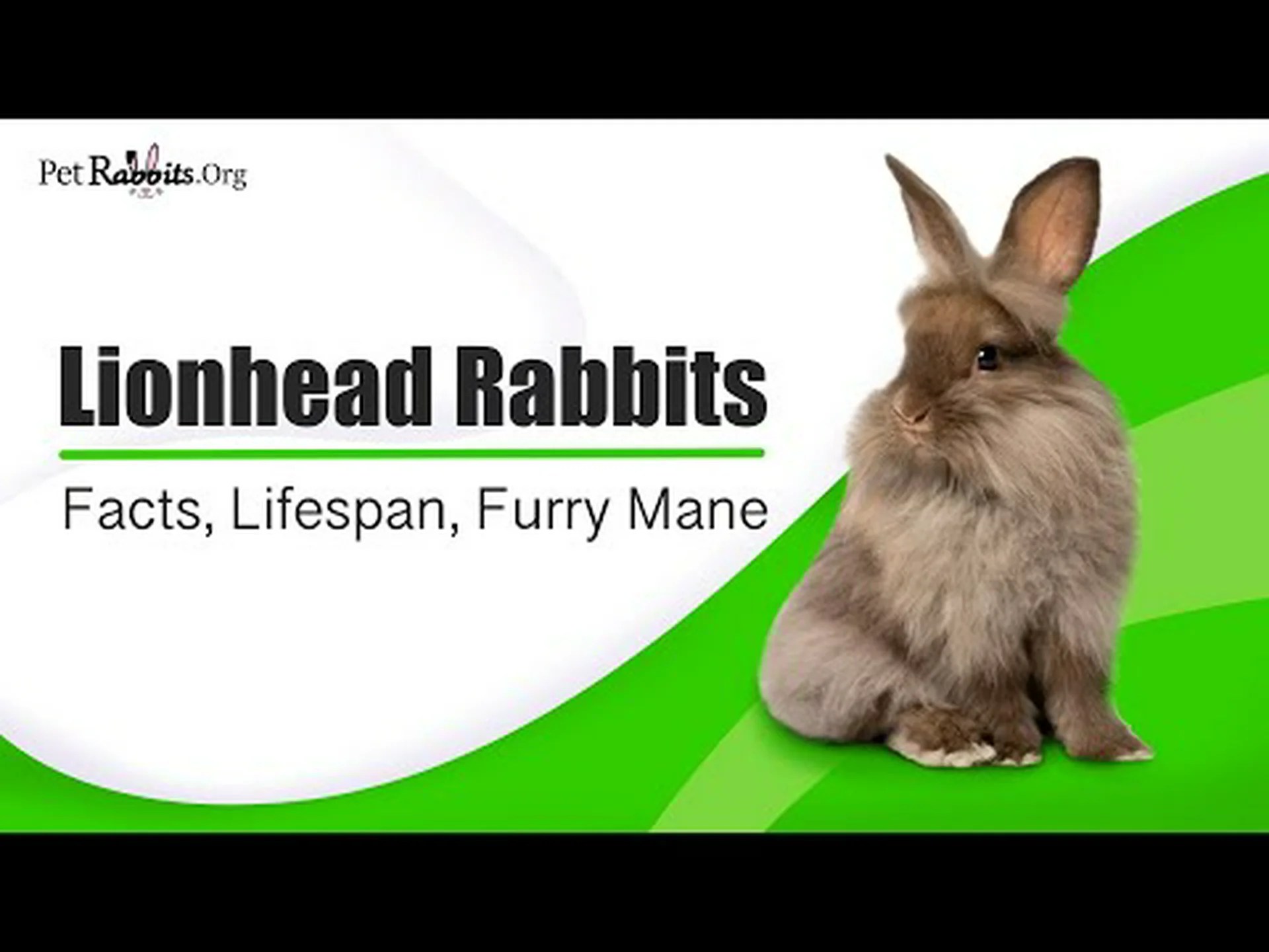 ライオンヘッドウサギの寿命: ライオンヘッドウサギはどのくらい生きますか? ライオンヘッドウサギの寿命: ライオンヘッドウサギはどのくらい生きますか?