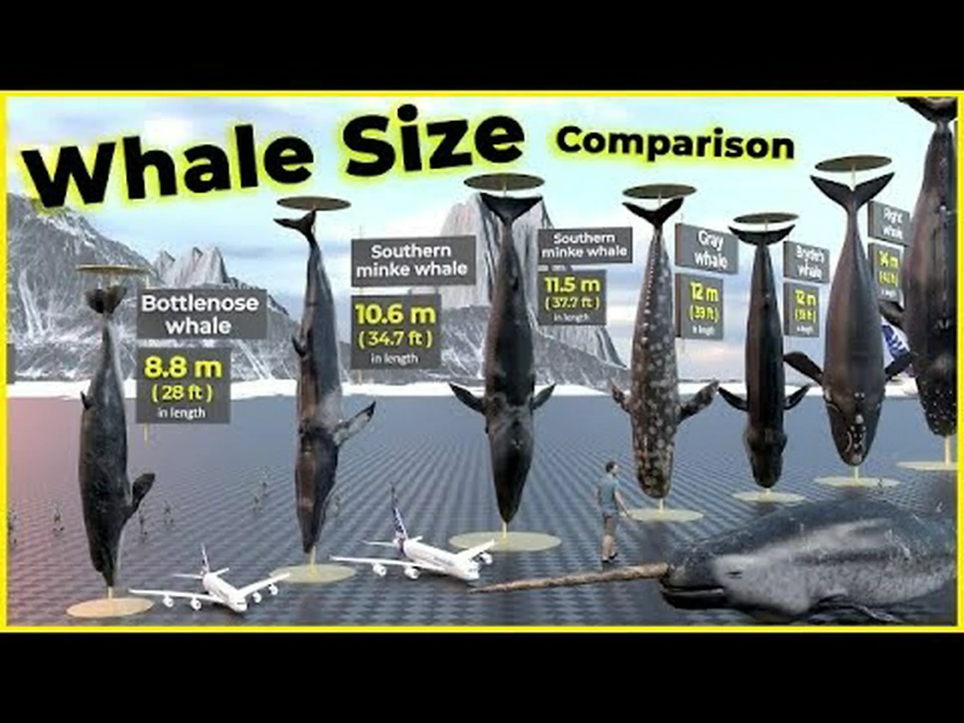 最大のザトウクジラの重さはセミトラック5台分 – 巨大化した3つの理由 最大のザトウクジラの重さはセミトラック5台分 – 巨大化した3つの理由