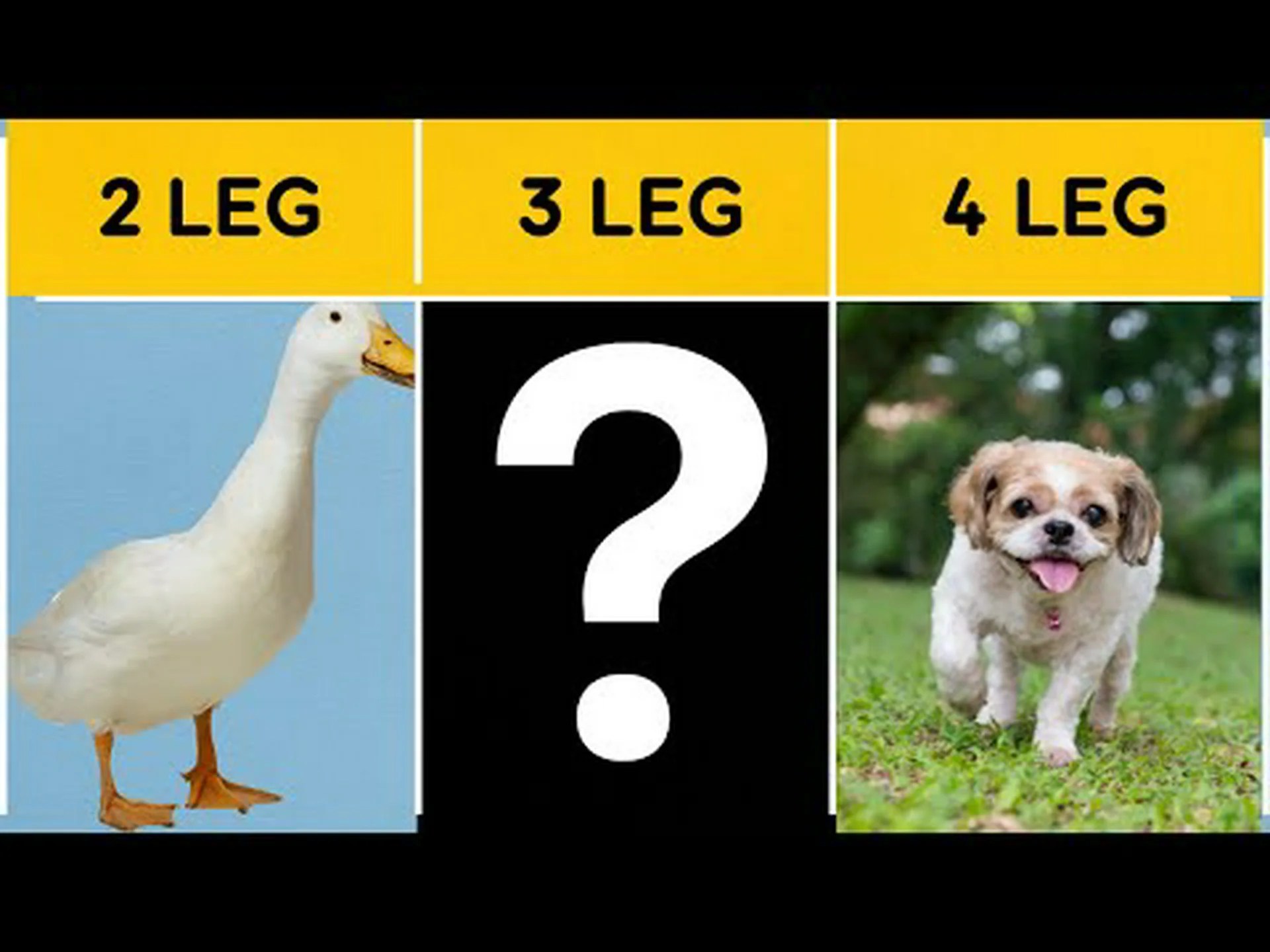 三本足の動物が存在しない理由の背後にある科学を発見する 三本足の動物が存在しない理由の背後にある科学を発見する