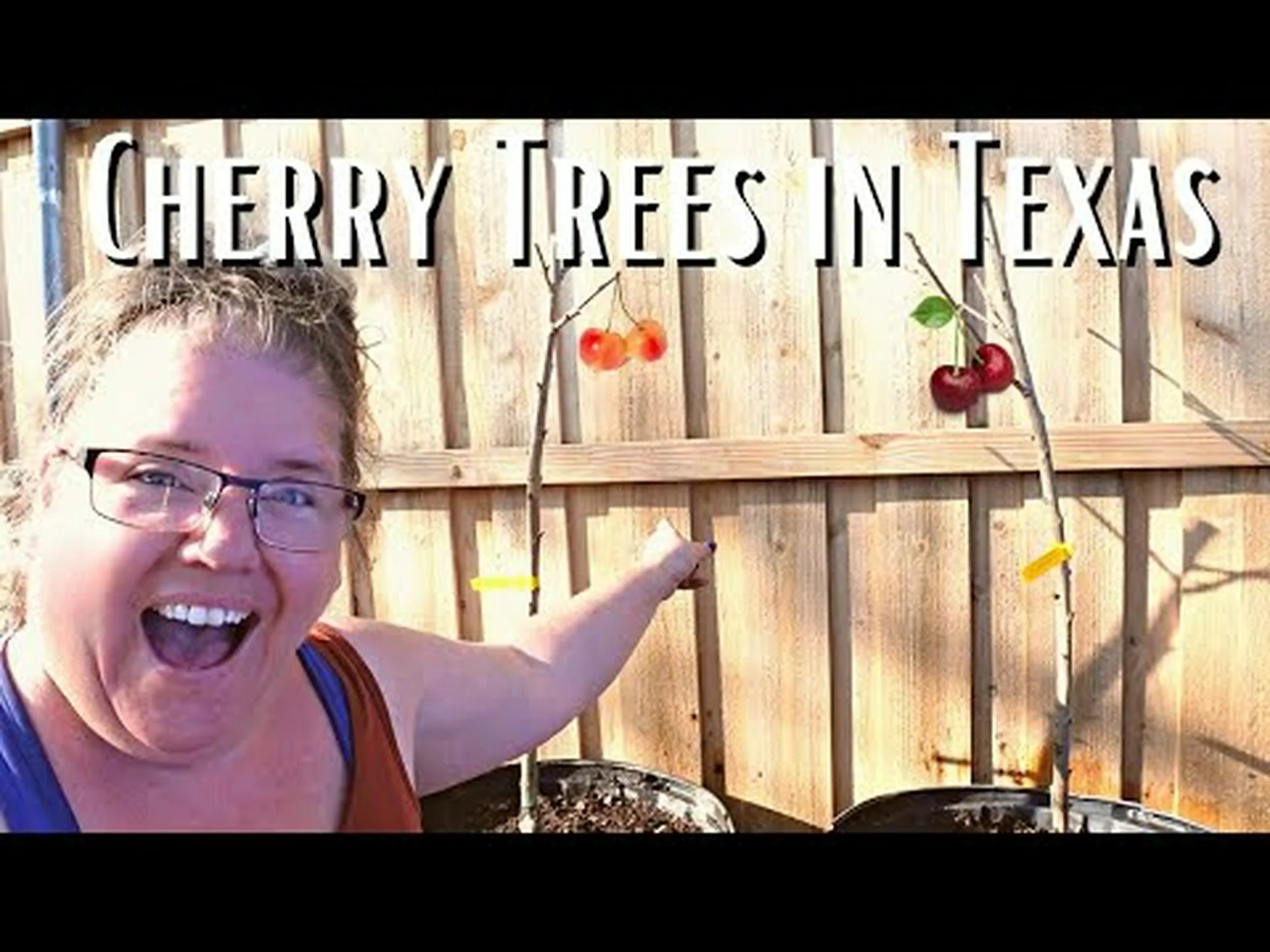 テキサス州のベスト 6 桜: 植え方と理想的な種類 テキサス州のベスト 6 桜: 植え方と理想的な種類