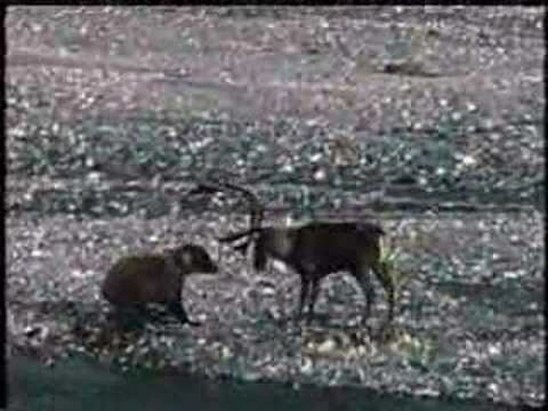 ハイイログマとそびえ立つカリブーの壮大なヘビー級バトルを観戦 ハイイログマとそびえ立つカリブーの壮大なヘビー級バトルを観戦